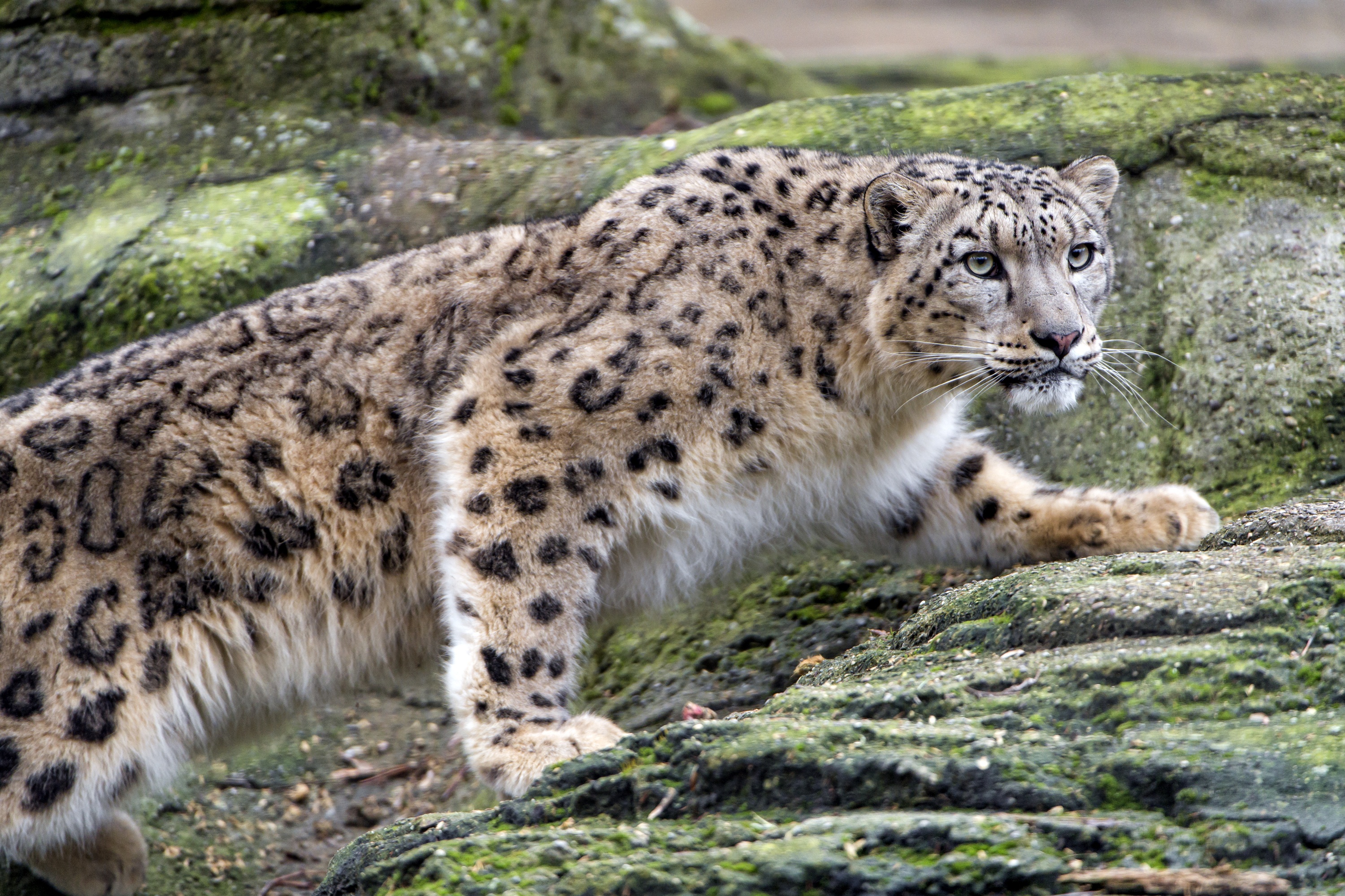 Сколько живут снежные барсы. Снежный Барс и леопард. Снежный Барс Ирбис. Снежный Барс леопард Snow Leopard Ирбис. Снежный Барс Тянь Шань.