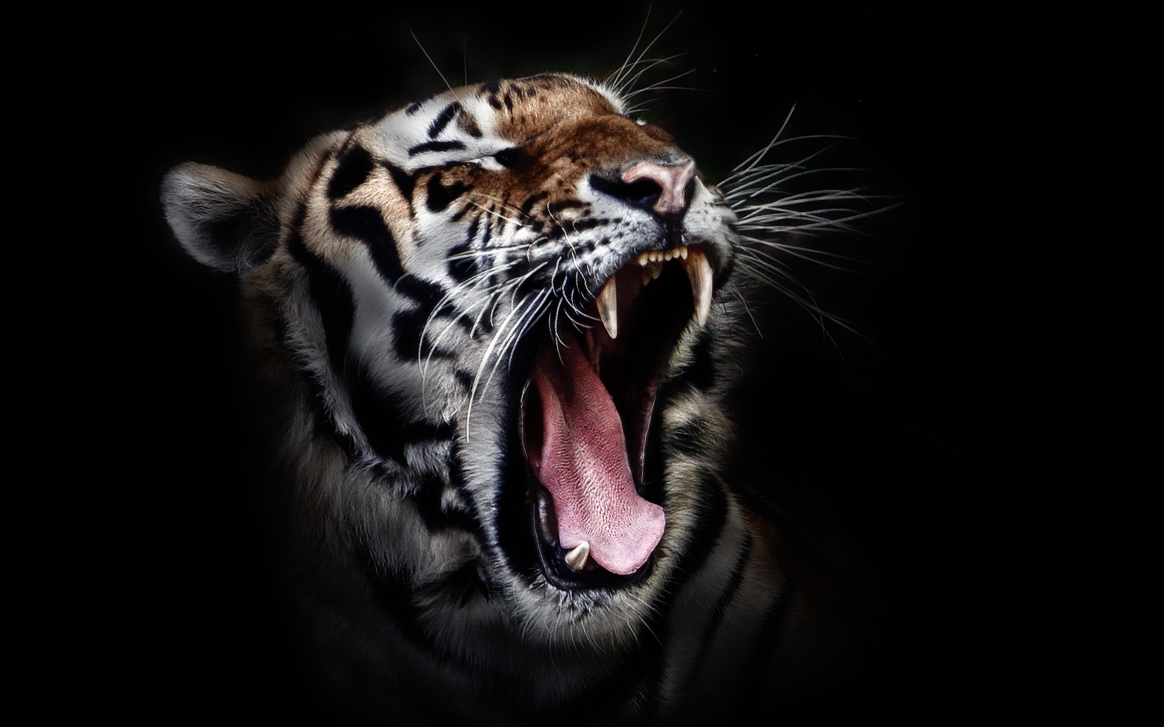 Чувственный оскал. Тигр оскал анфас. Белый тигр оскал. Тайгер тигр рычит. Тигр на черном фоне.