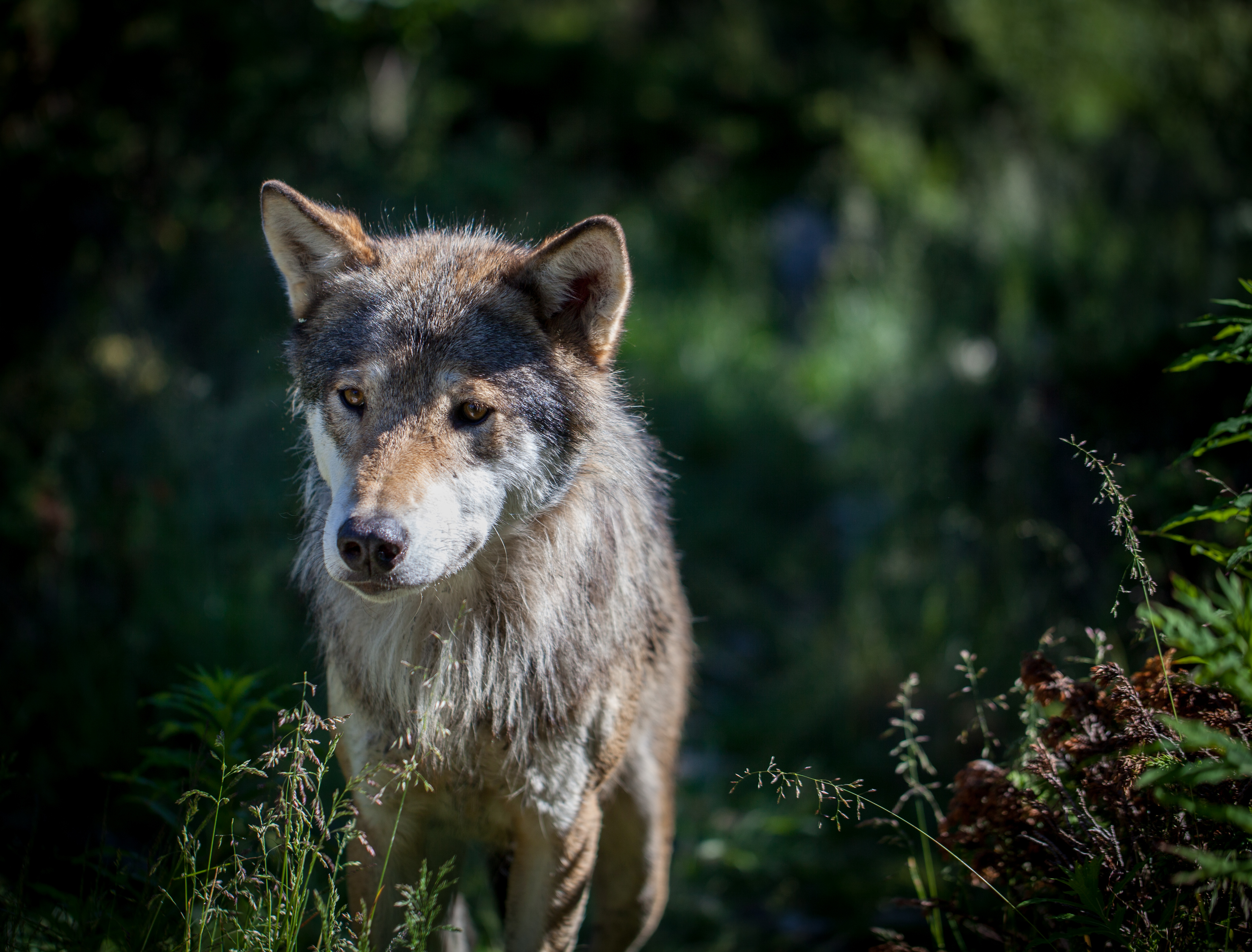 Wolf. Волк canis Lupus. Карпатский волк. Евразийский волк. Евроазиатский волк.