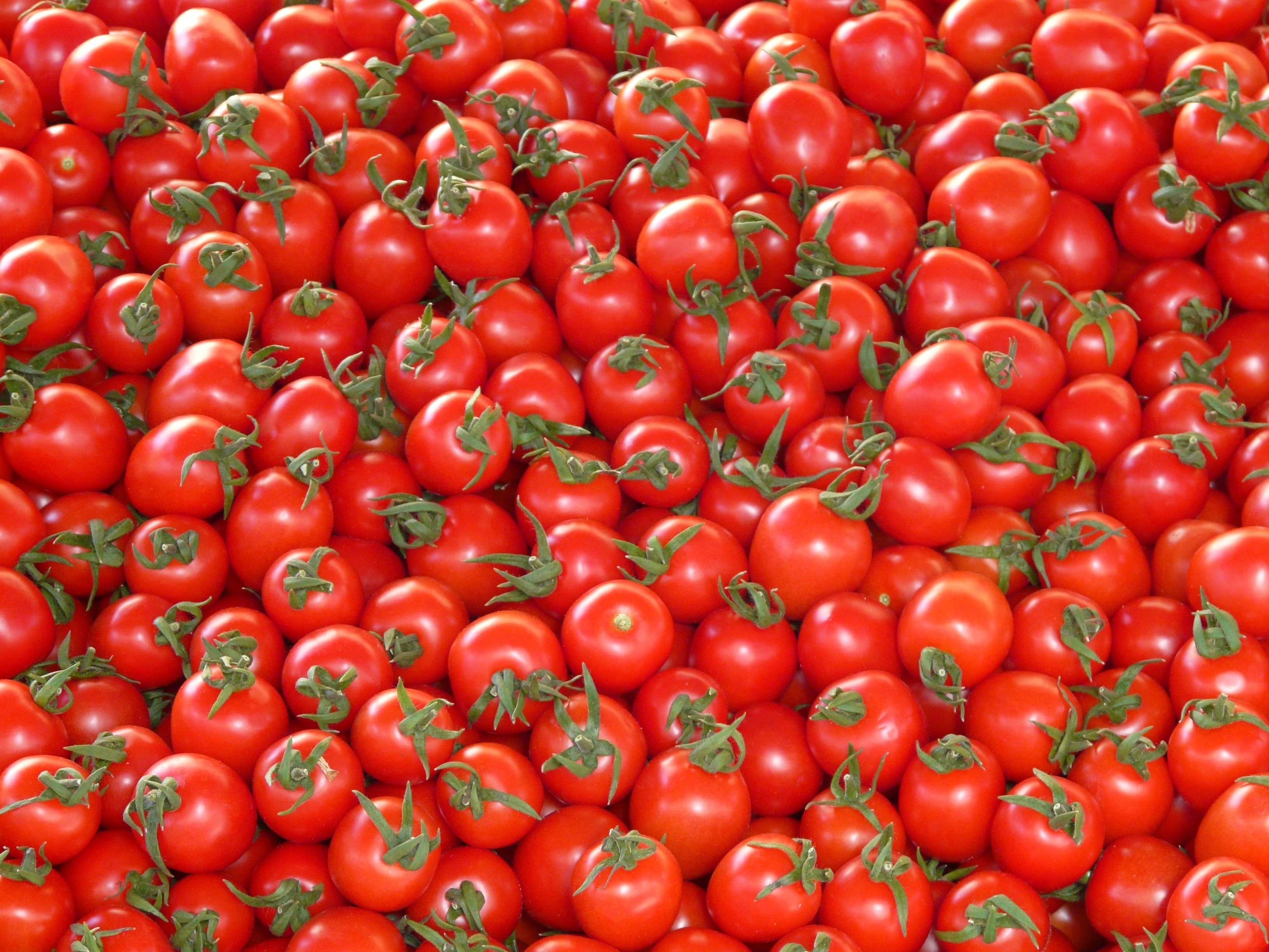 Tomato red. Помидор. Красивые помидоры. Овощи помидор. Квадратный помидор.