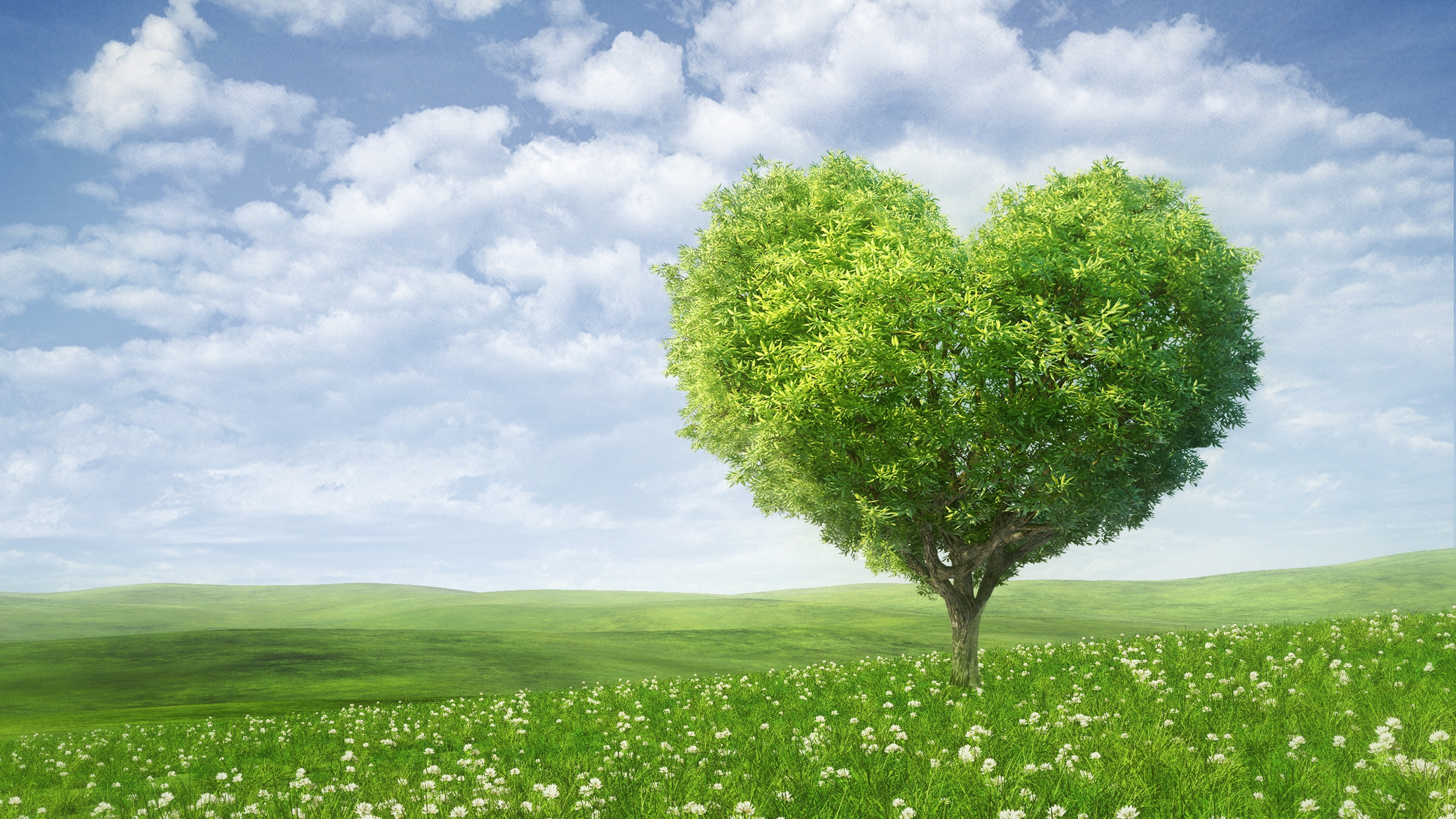 Хороша родная видео. Дерево сердце. Дерево зеленое. Красивое дерево сердце. Дерево в виде сердца.