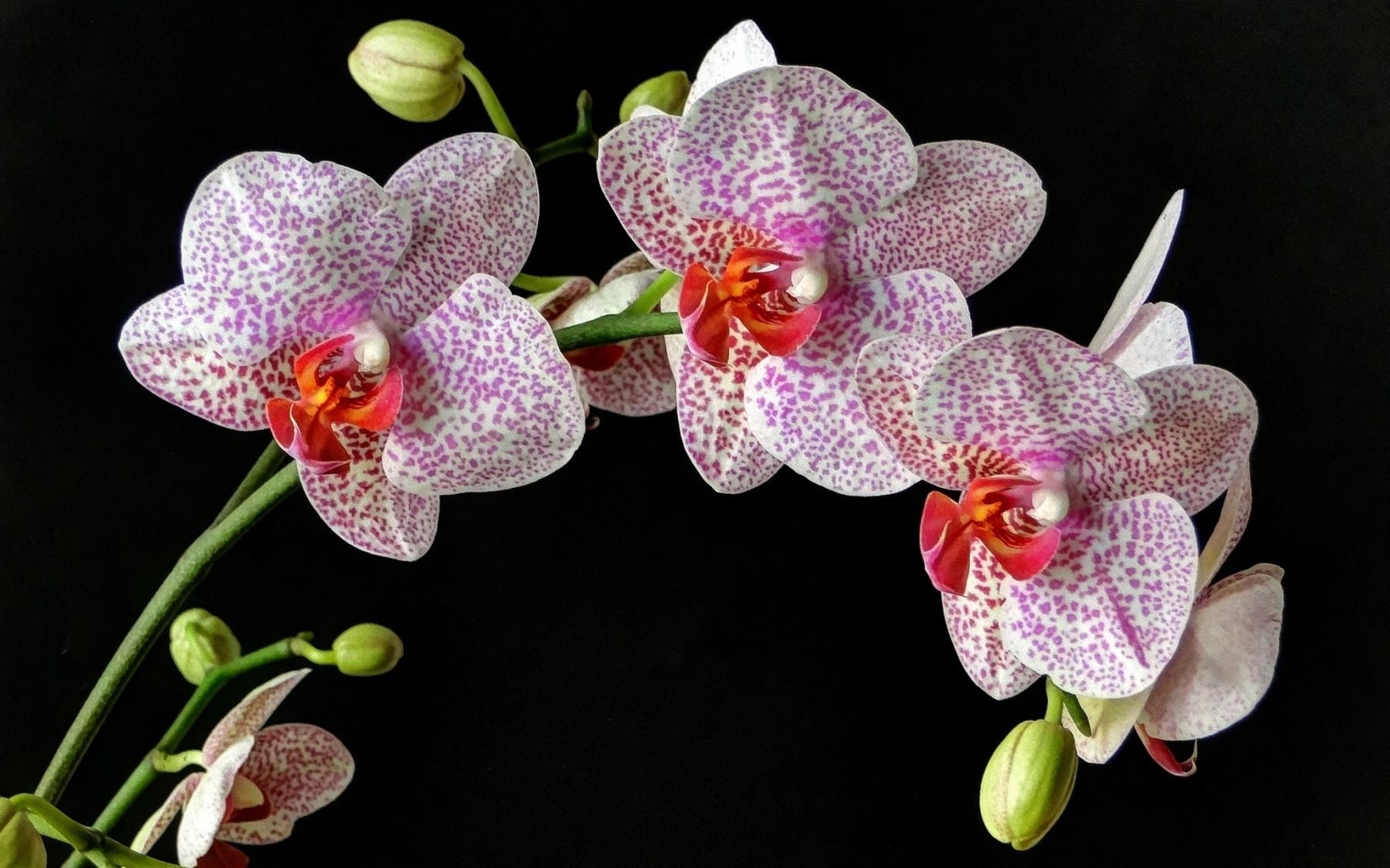 Flowers orchids. Фаленопсис Блэк Баттерфляй. Орхидея фаленопсис Брион. Фаленопсис spotty. Фаленопсис Старфиш.