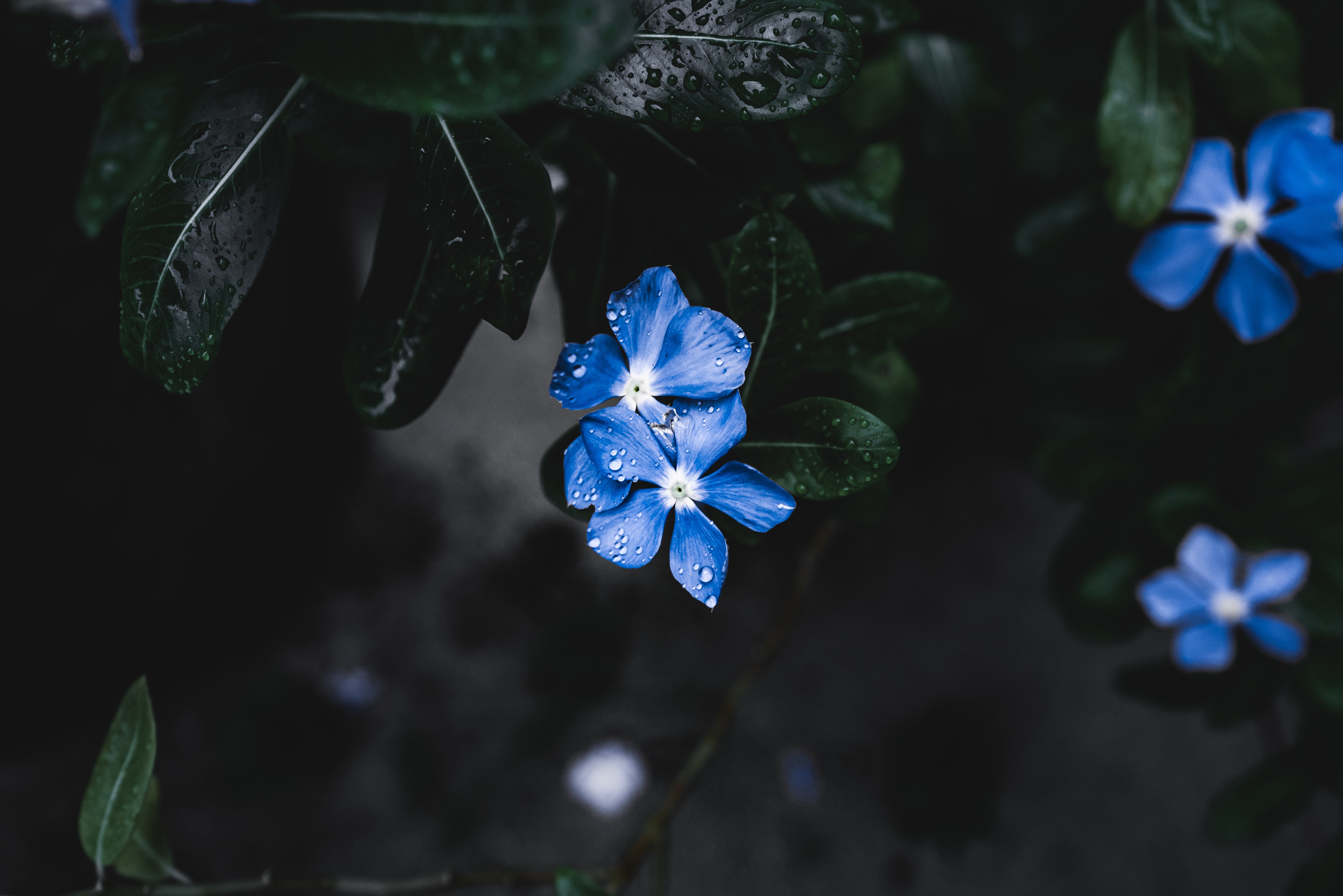 Наклоняешься к голубому цветку и с удивлением. Голубые цветы. Цветочек голубой. Темно синие цветы. Цветы незабудки.