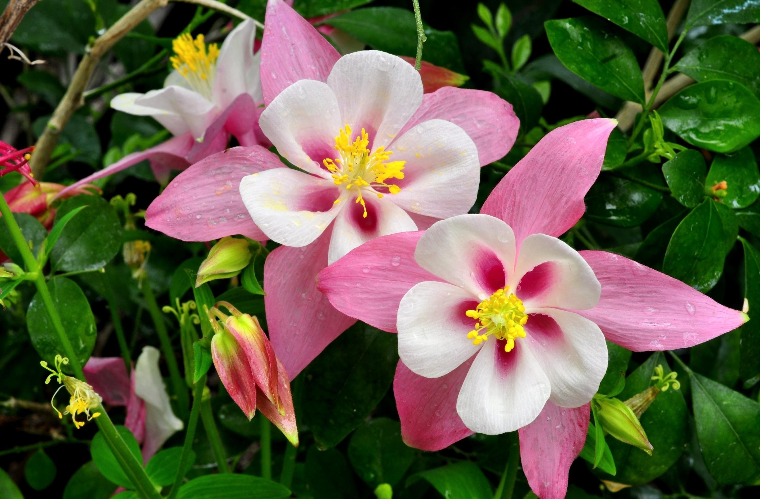 Фото красивых цветов для сада и названия. Аквилегия гибридная розовая звезда. Аквилегия золотистоцветковая. Аквилегия водосбор. Аквилегия Сонгбира (смесь).