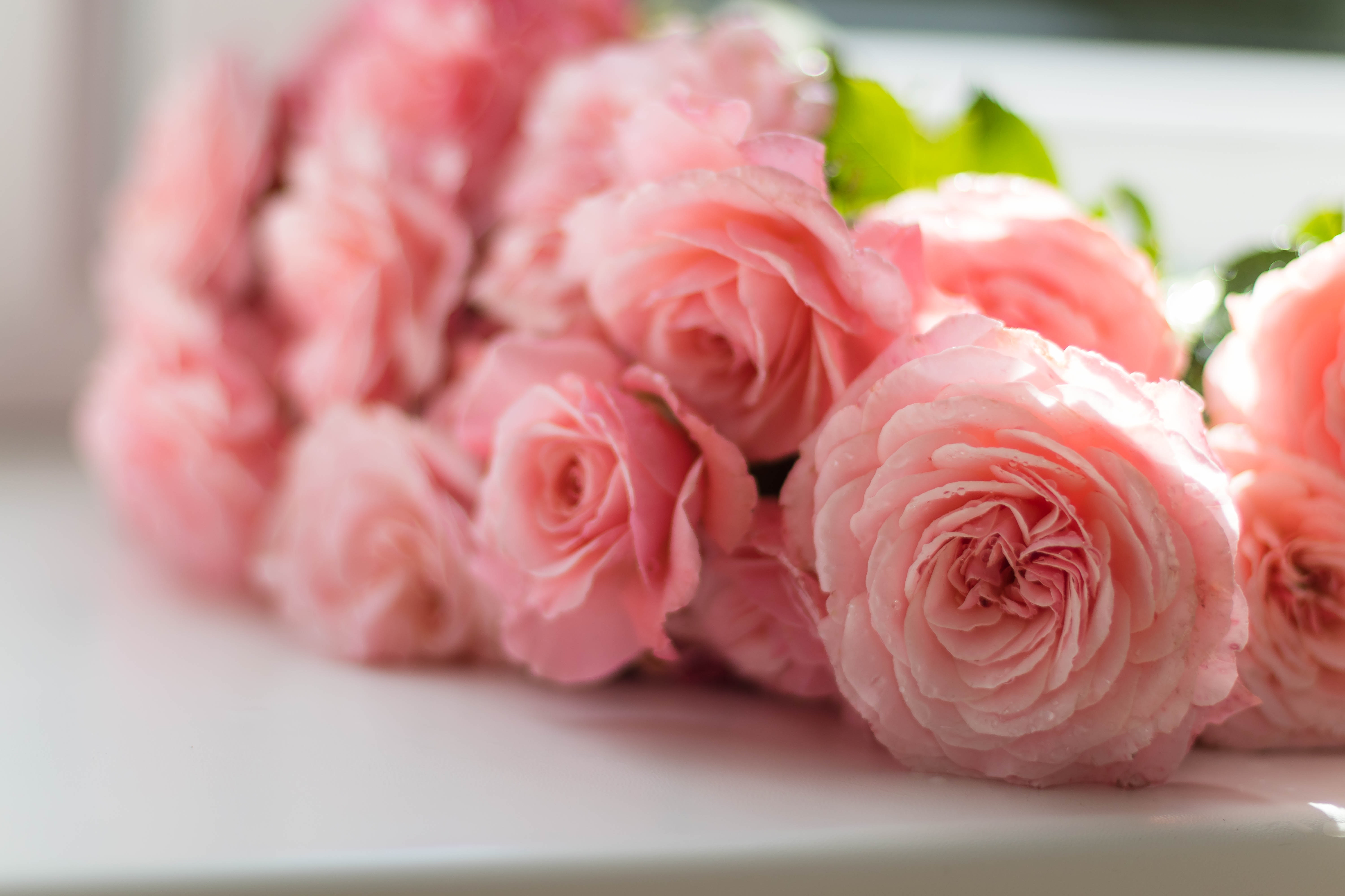 Очень нежные цвета. Нежный цветок. Розовые цветы. Розовые розы. Нежно розовые цветы.