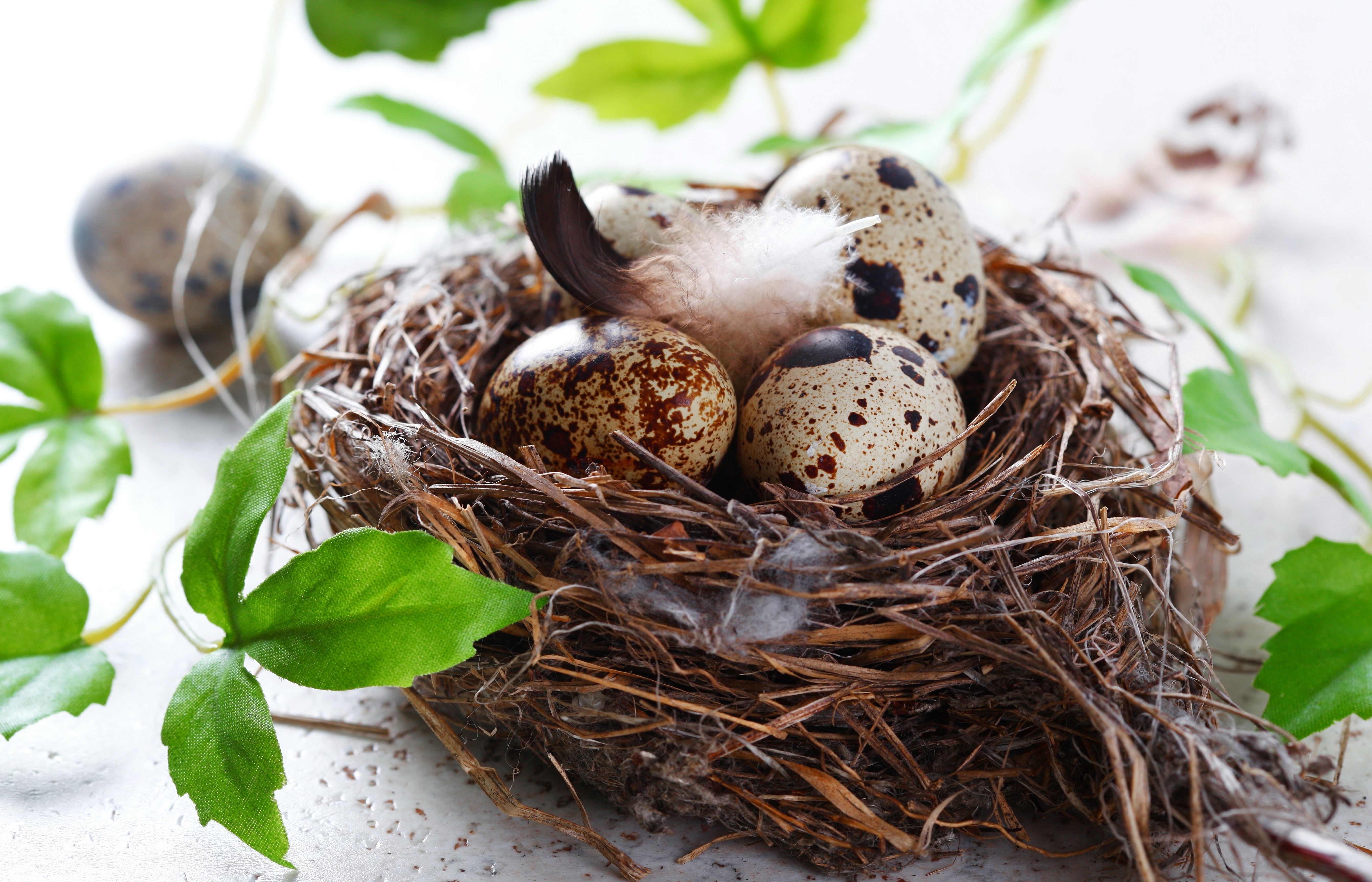 К чему снятся яйца куриные в гнезде. Гнездо. Гнездо с яйцами. Гнездо для птиц.. Птичьи яйца в гнезде.