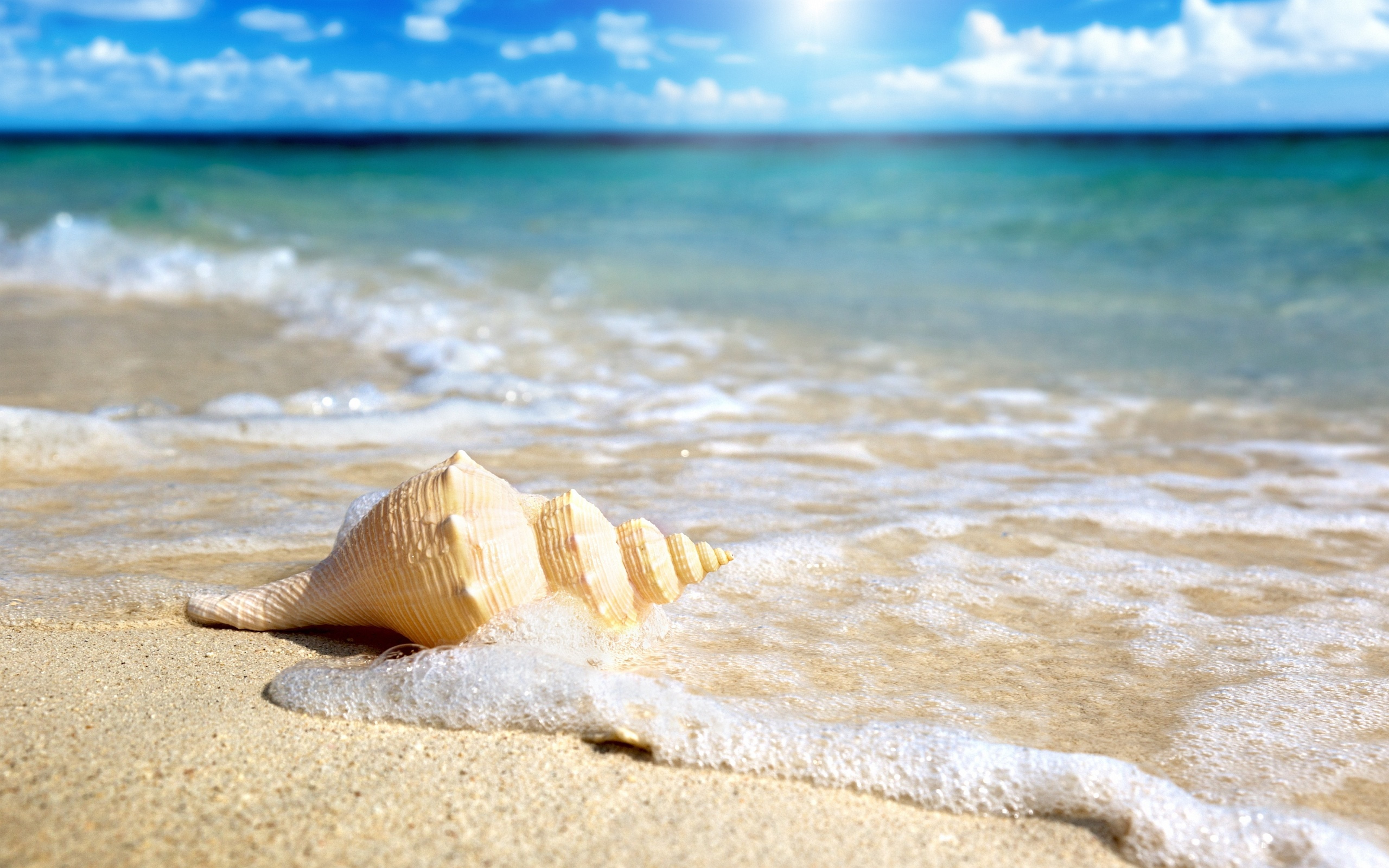 Zastaki.com - Большая ракушка лежит песке в морской пене