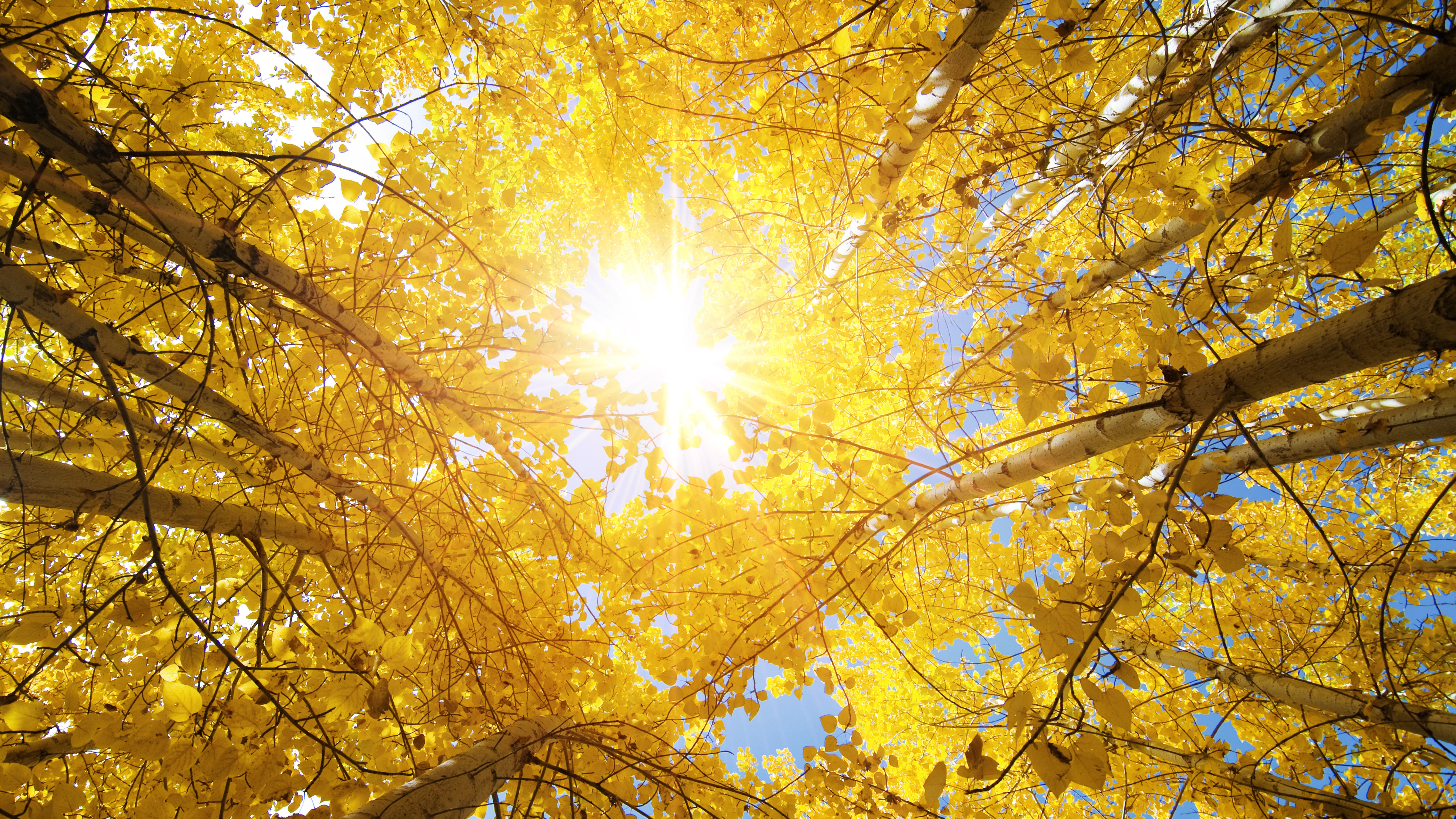 Брежнева солнце светит. Осеннее солнце. Солнечная осень. Осень солнце. Осеннее дерево.
