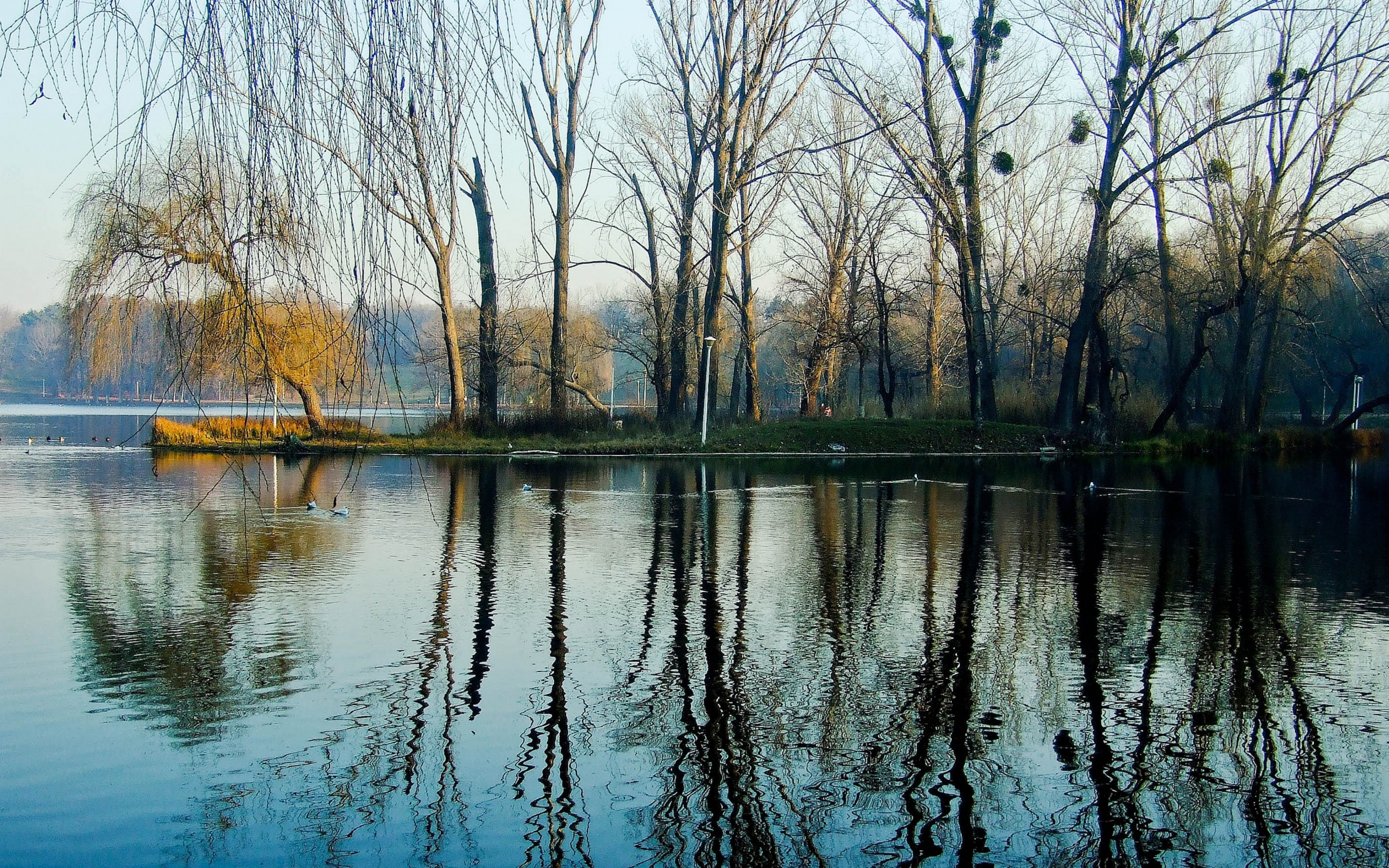 Деревья смотрят в воду