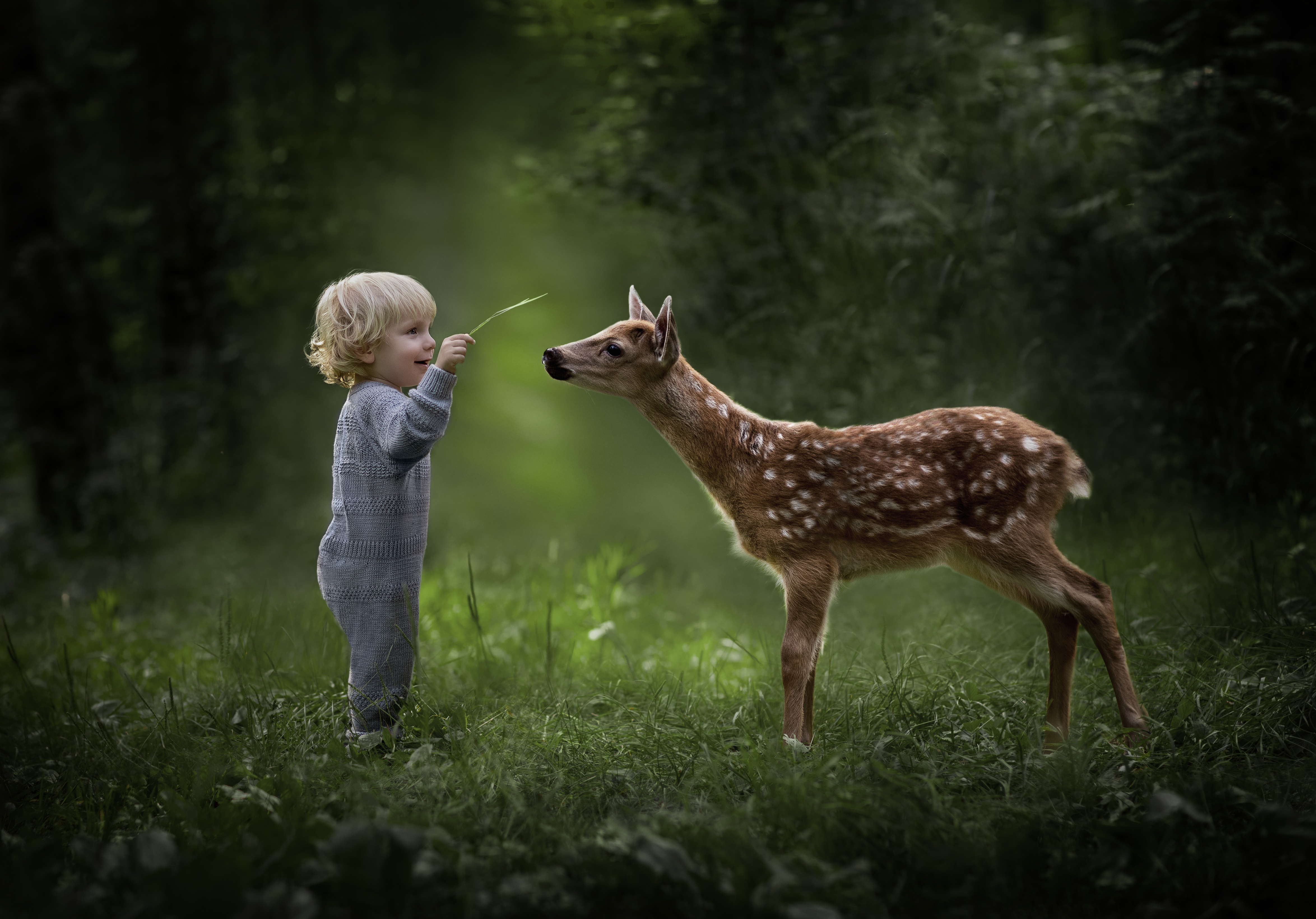 Детские в мире природы. Олененок в лесу. Дети животные природа. Маленький оленёнок. Для детей. Животные.