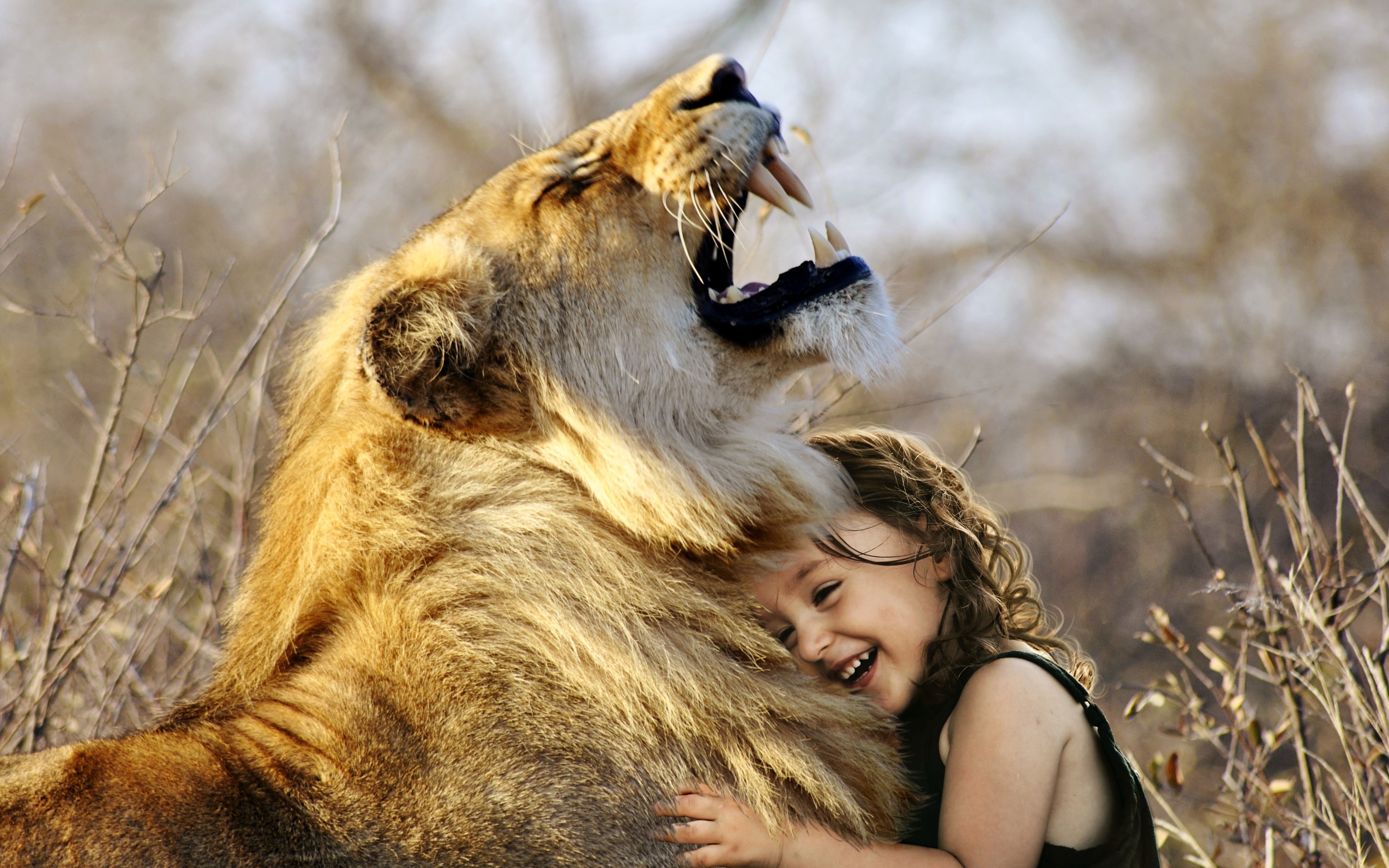 Wild animals play. Люди и животные. Лев обнимает человека. Девушка и Лев обнимаются. Девушка в объятиях Льва.