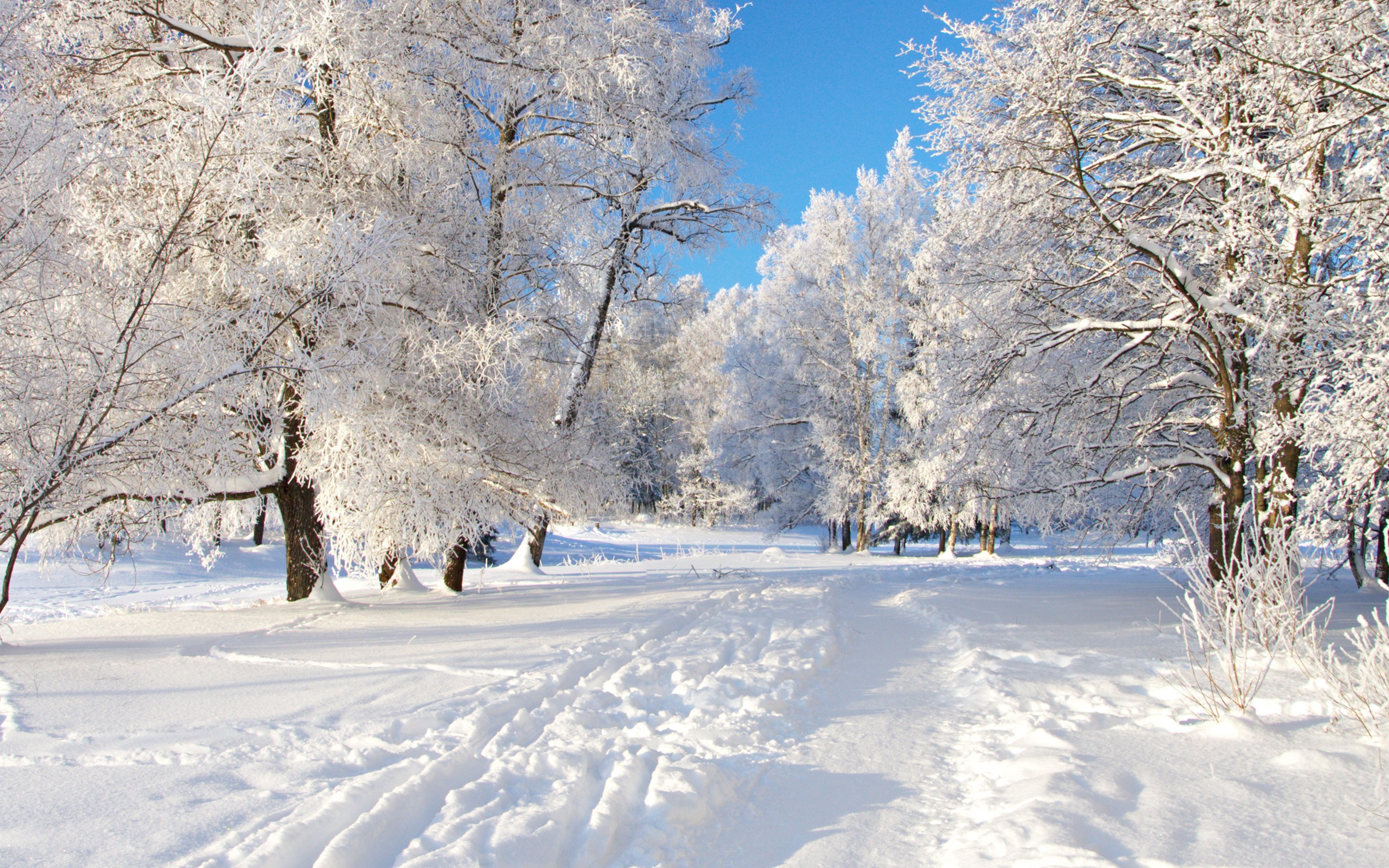 Зимнее снежное день. Зимний пейзаж. Зимняя природа. Снежная зима. Красивая зима.