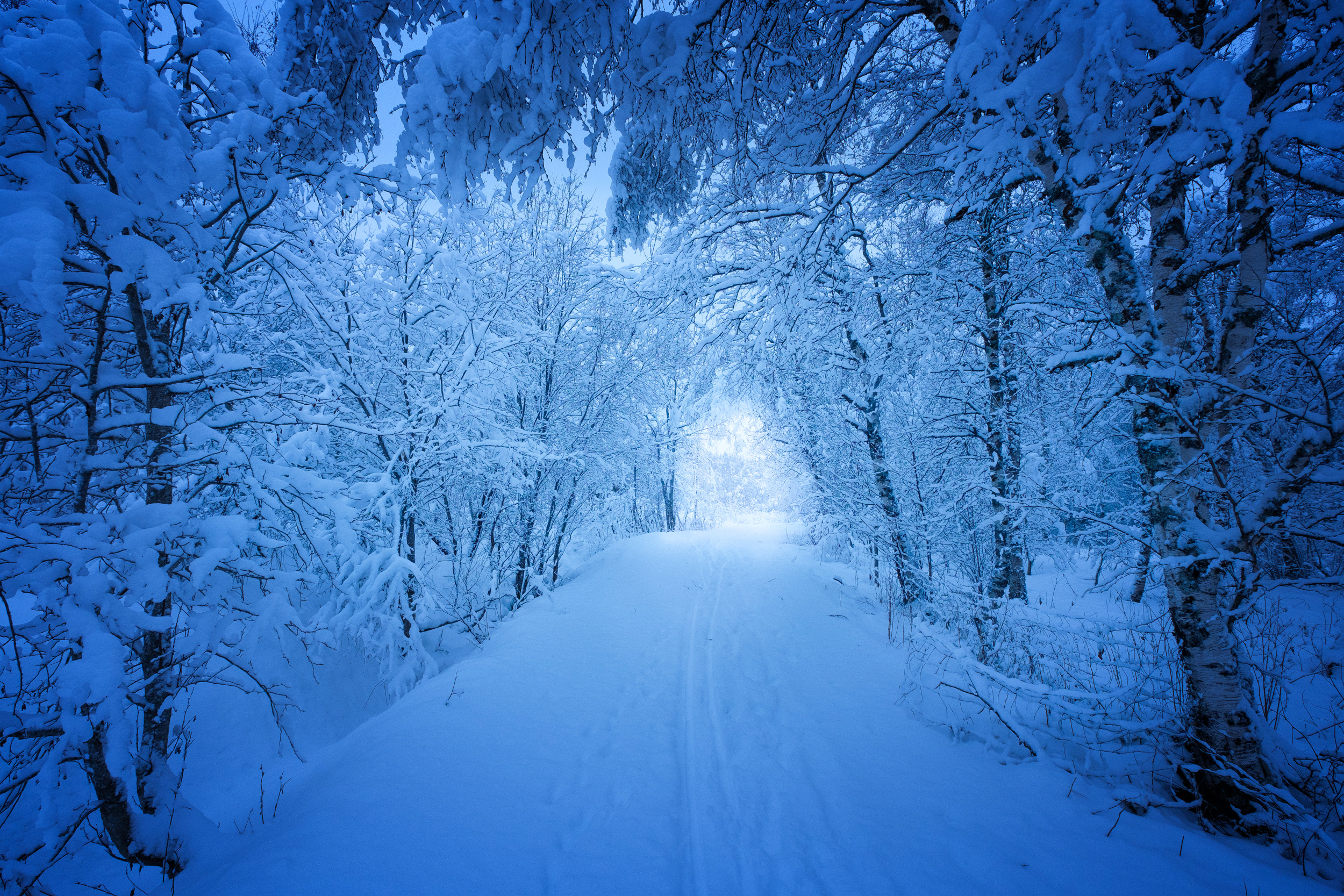 Зима. Зима снег. Снежный лес. Лес в снегу. Красивая зима.