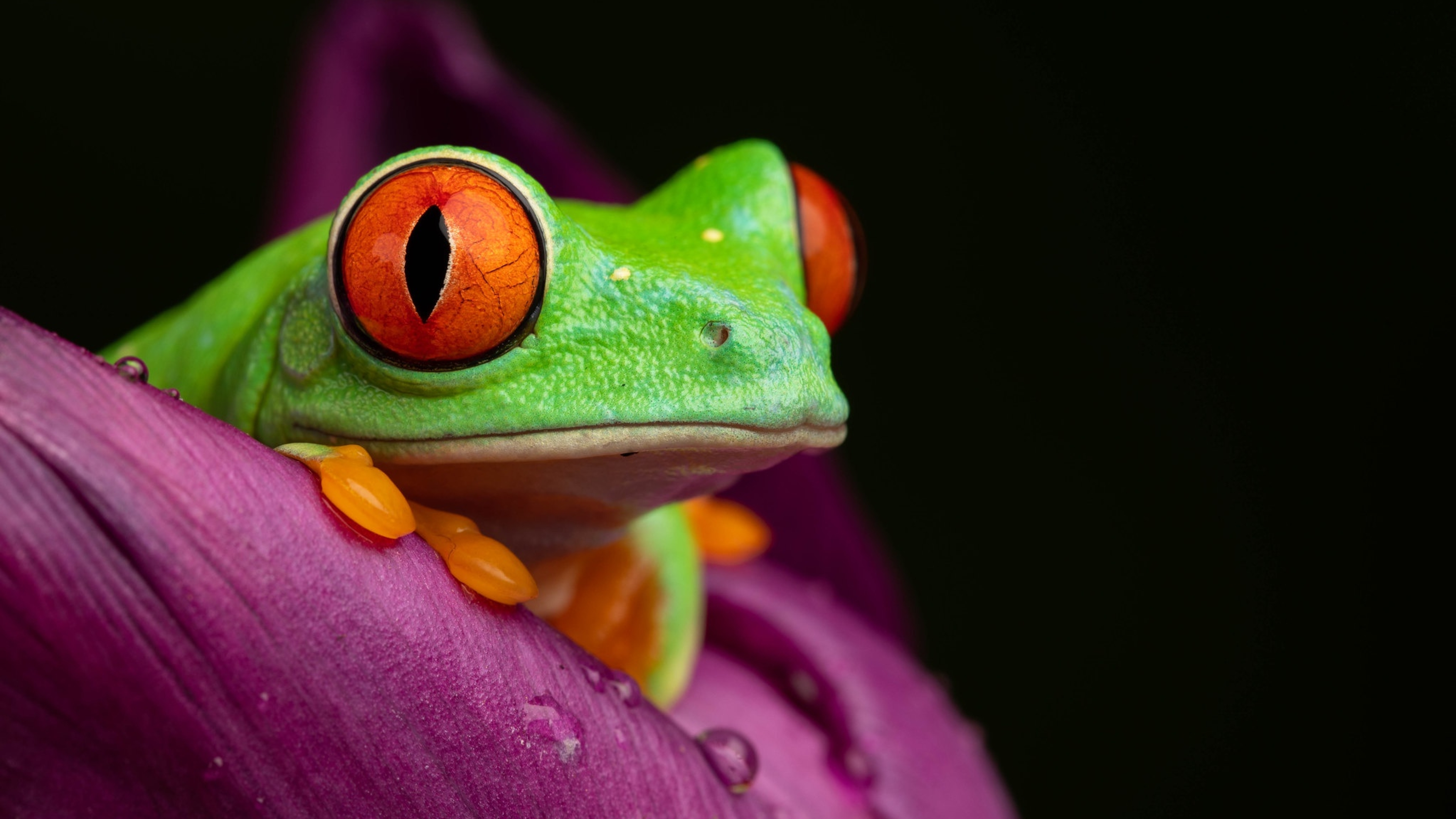 Green frog Red-eyed Frogs on a flower Desktop wallpapers 1280x720