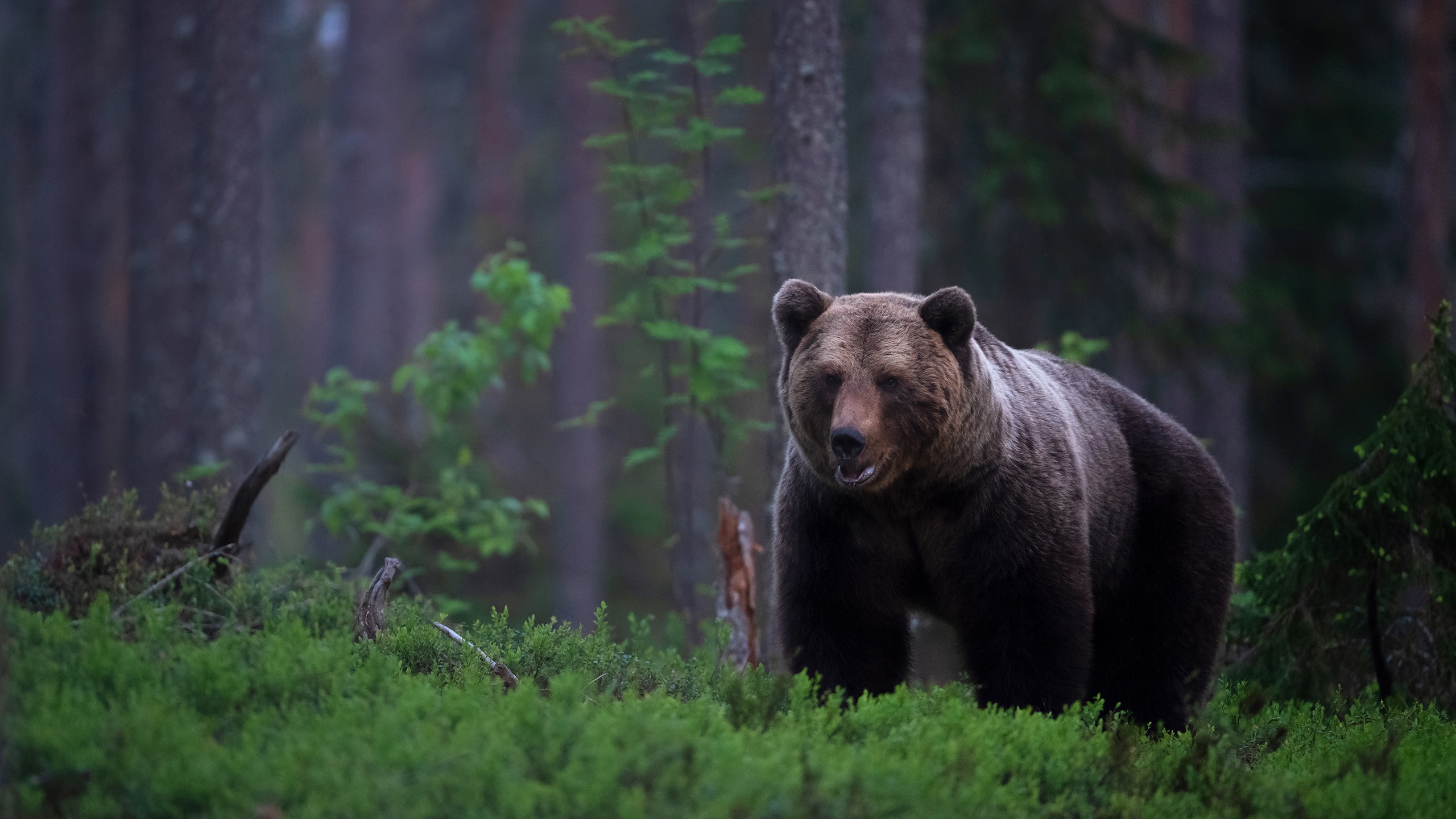 Zastaki.com - Большой бурый медведь в покрытом мхом лесу 