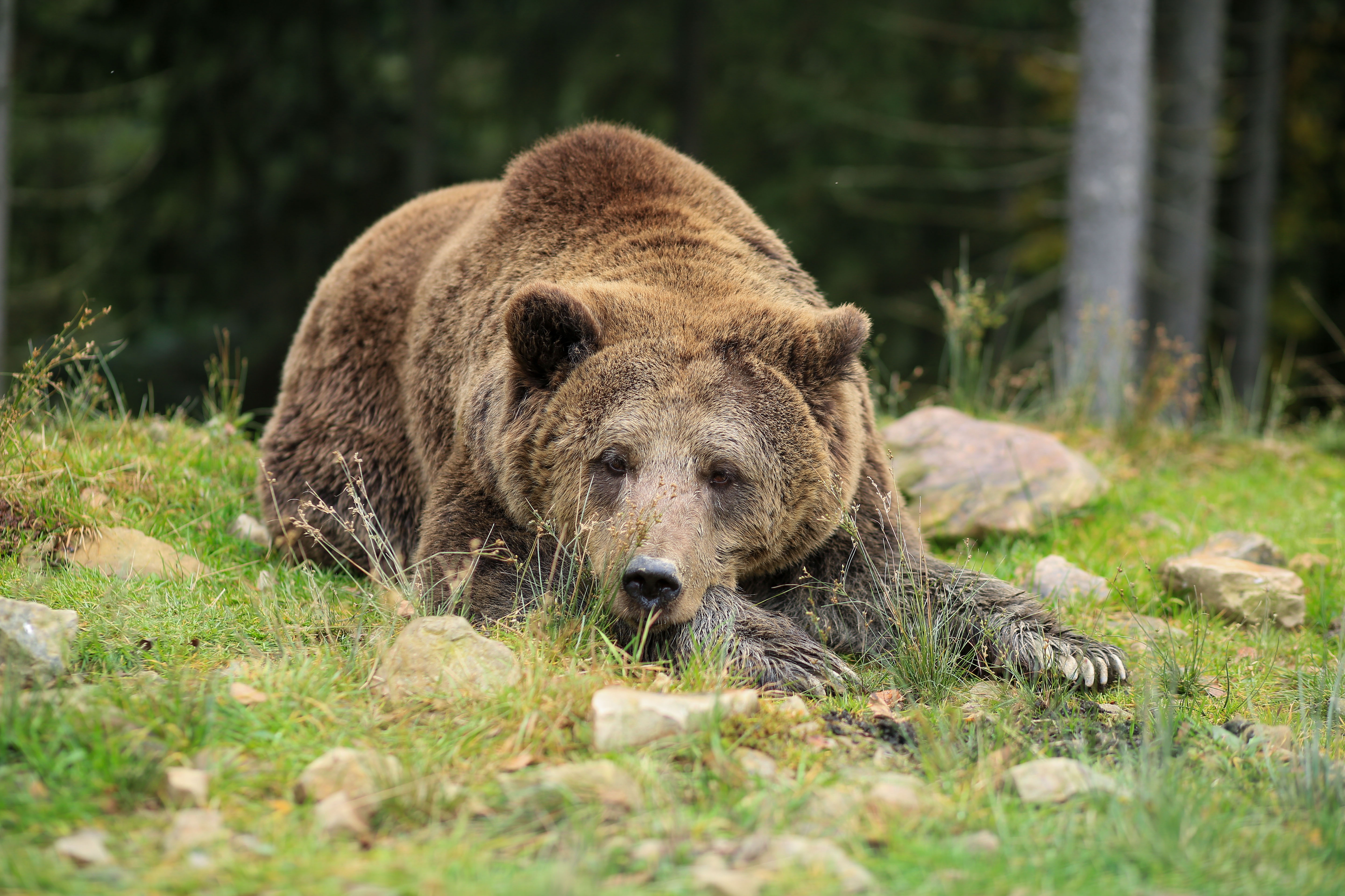 К чему снится много медведей. Бурый медведь. Канадский Гризли. Пинежский заповедник бурый медведь. Медведь Гризли.