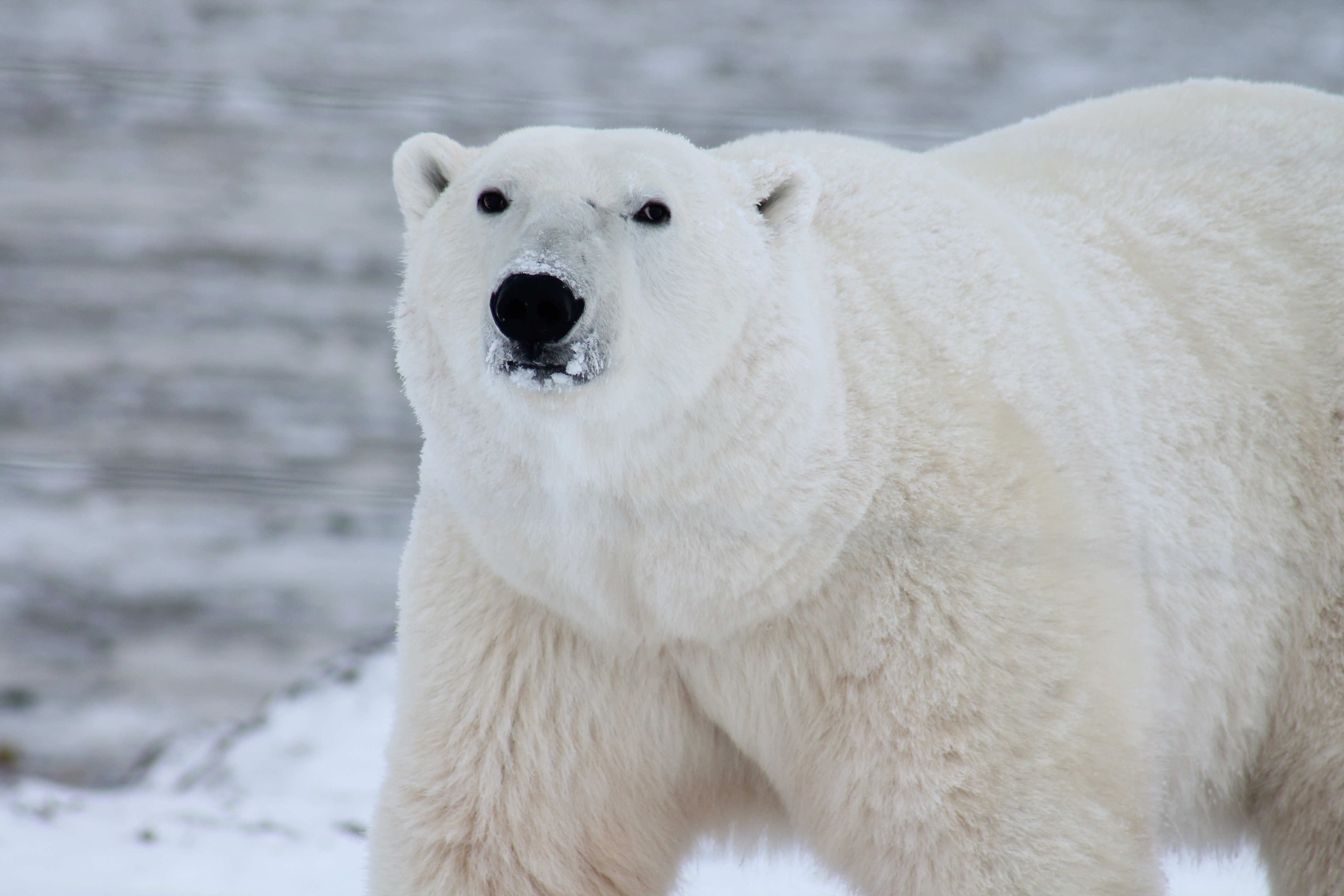 Zastaki.com - Большой белый медведь с мордой в снегу