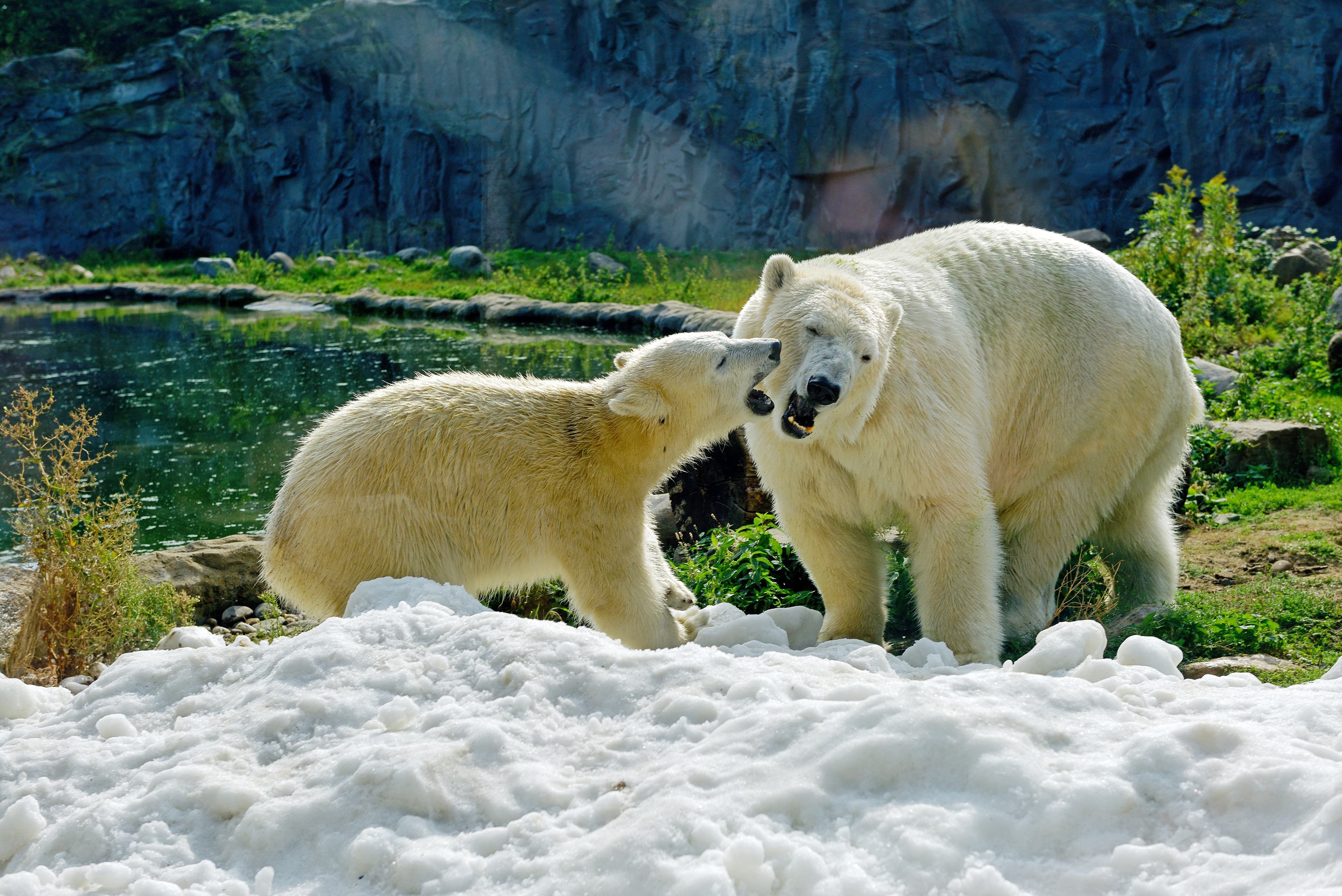 Zastaki.com - Большая белая медведица с медвежонком на снегу в зоопарке