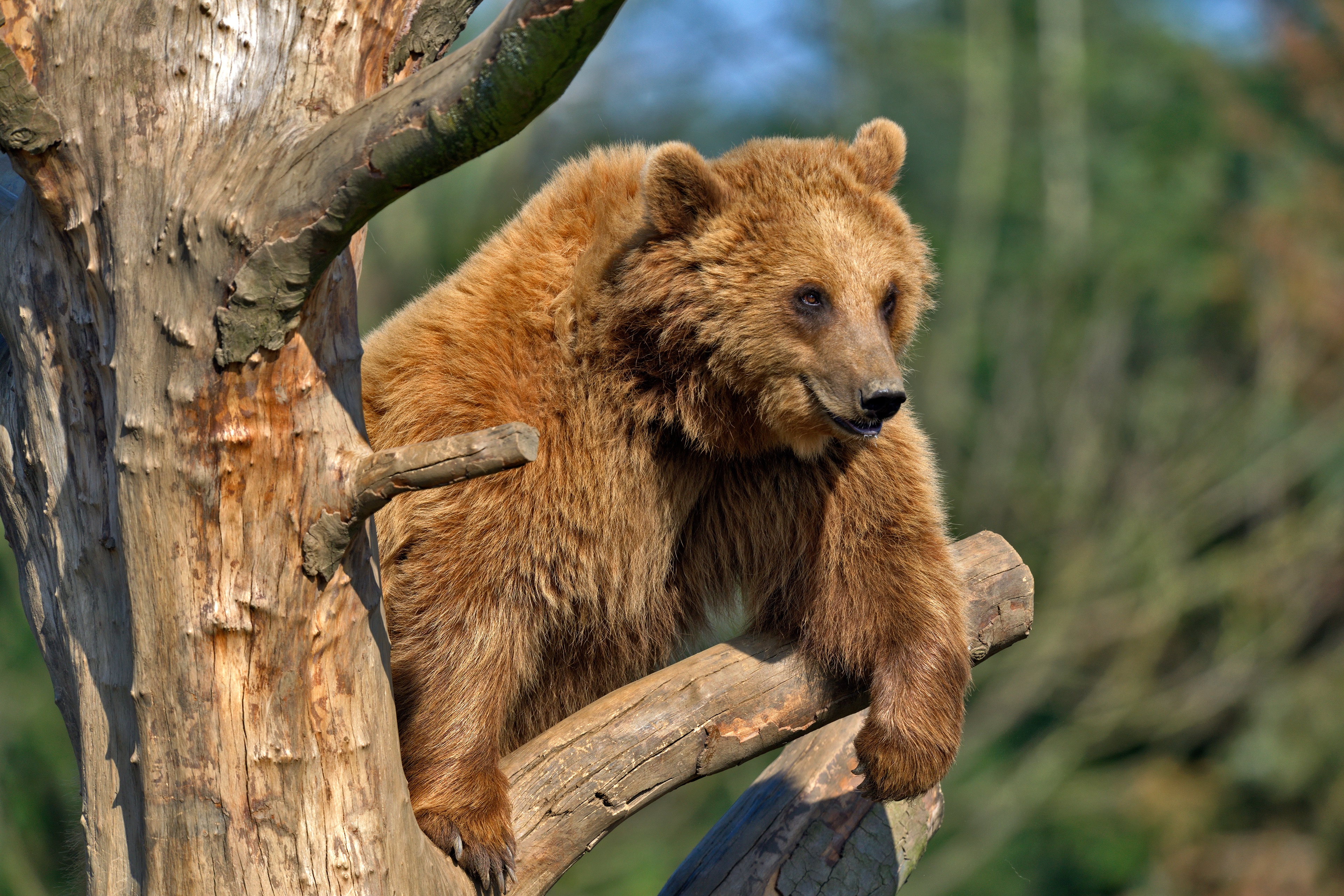 Zastaki.com - Бурый медведь сидит на сухом дереве