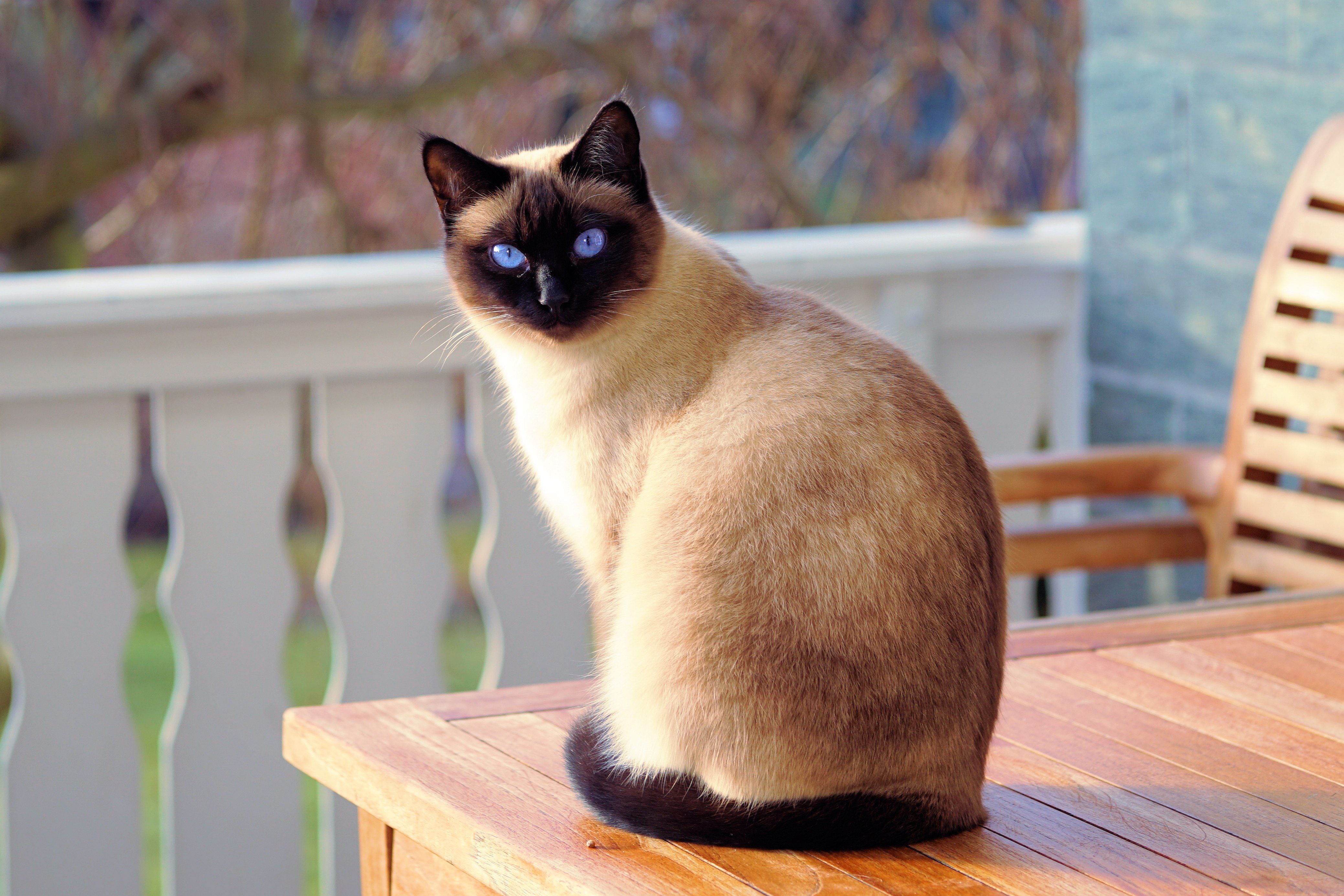 Сиамская порода котов. Сиамская кошка. Сиам кошка Сиамская. Тайская старосиамская кошка. Порода кошек Сноу Шу.