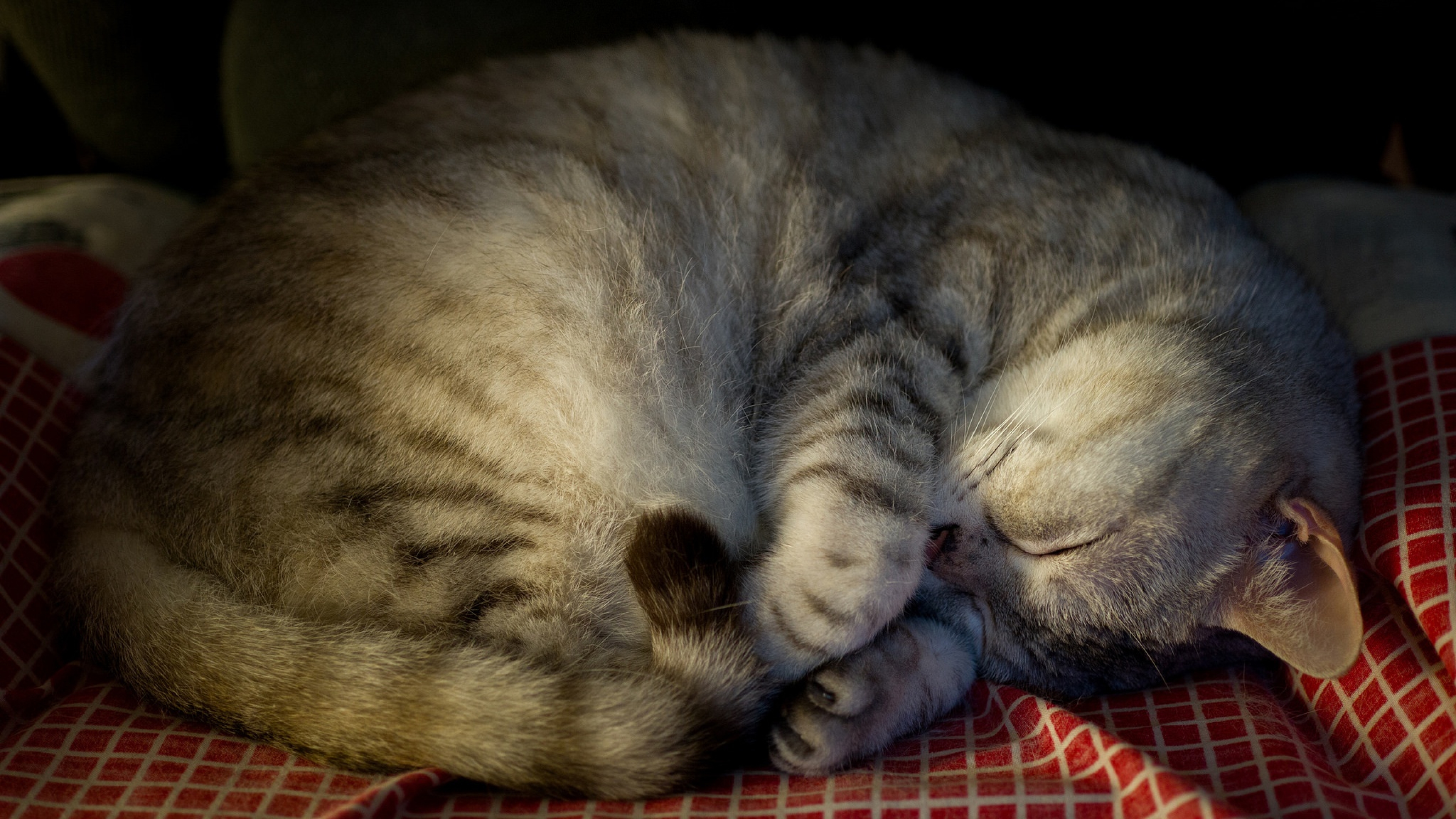 Смотрит киску спящей. Кошка свернулась клубочком. Спящие кошки.
