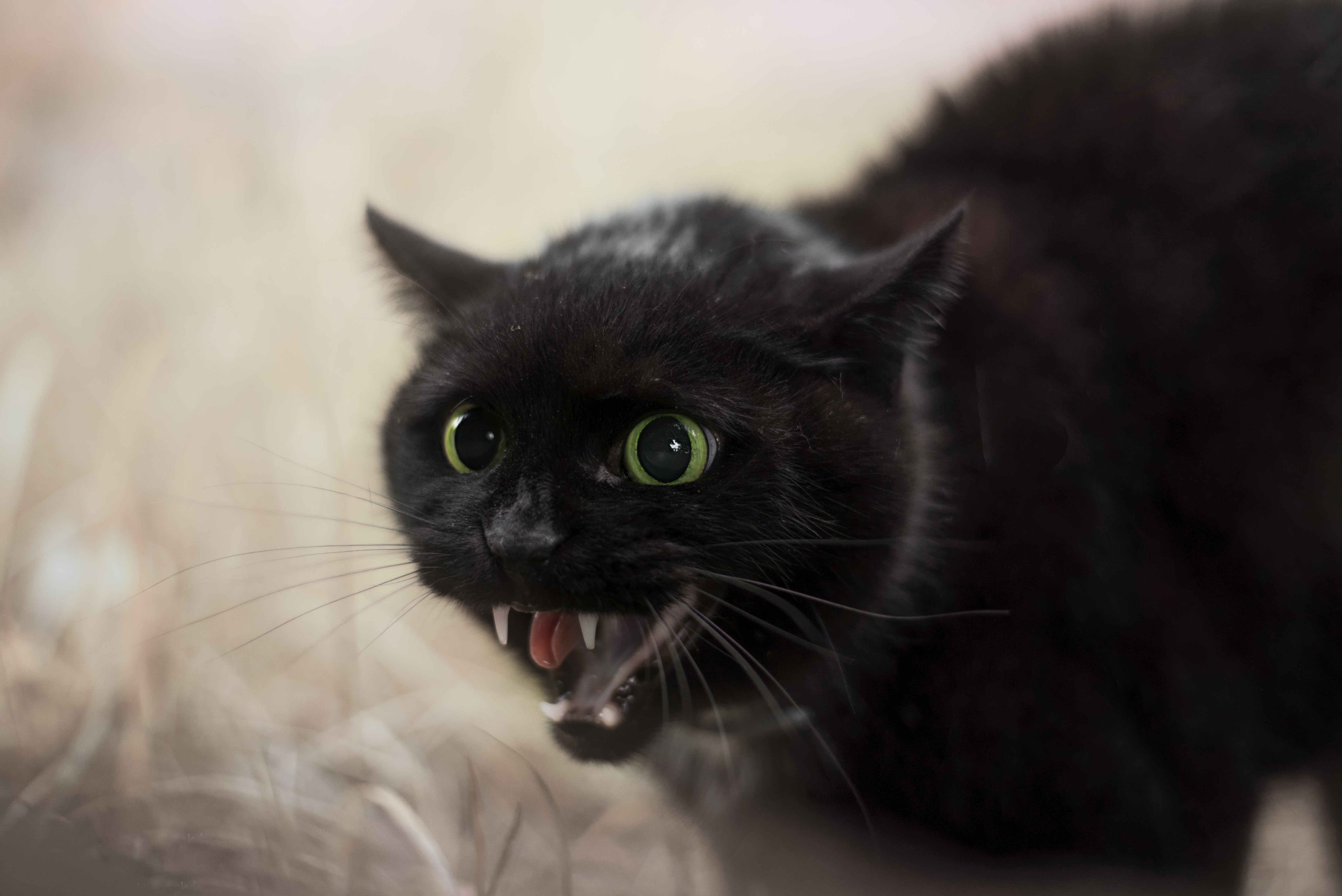 Полная киса. Чёрный кот. Черная кошка с зелеными глазами. Злой черный кот. Черный кот с желтыми глазами.