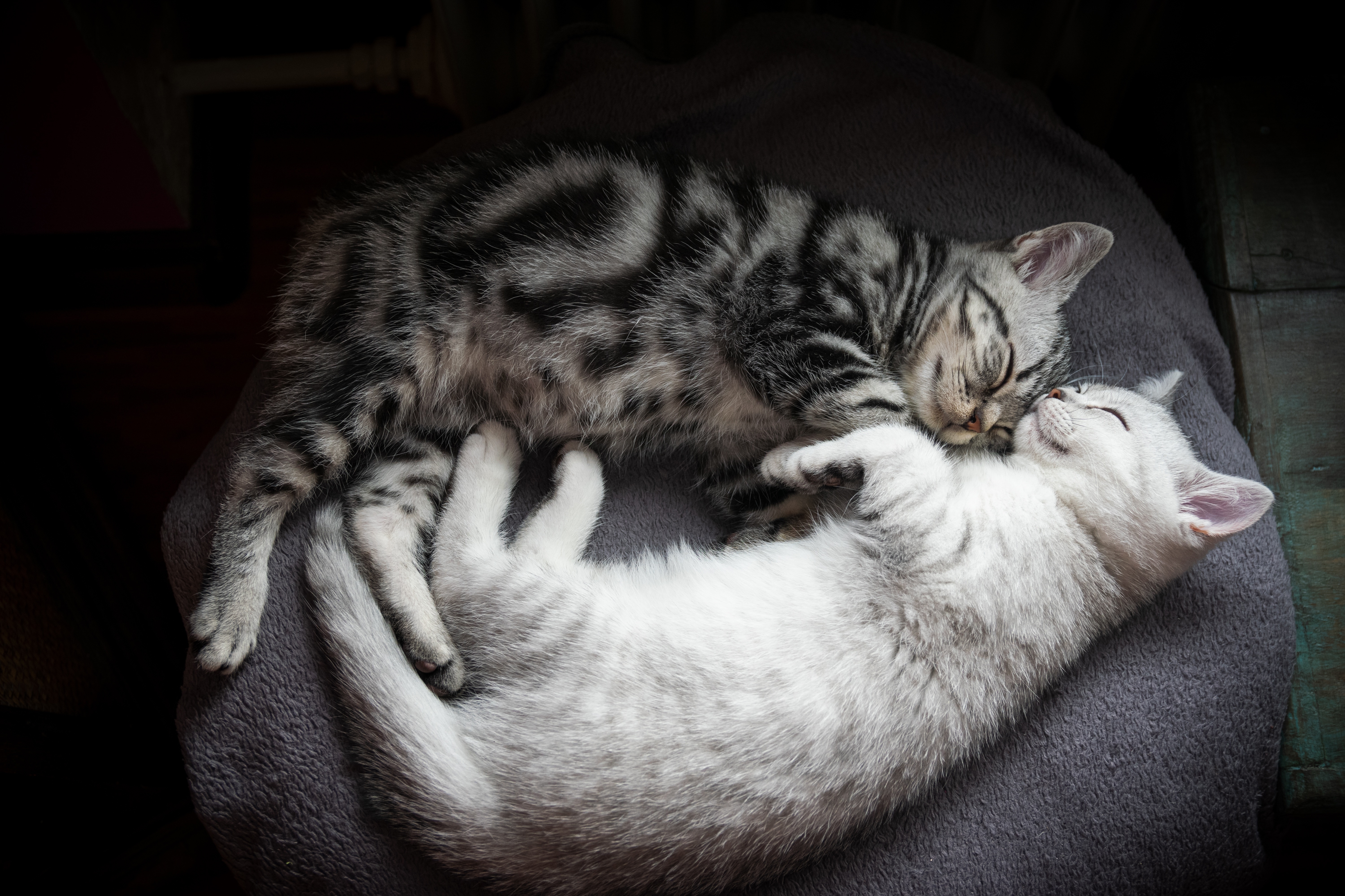 Кошки спят вместе. Кошки обнимаются. Котики спят в обнимку. Кошки обнимашки.