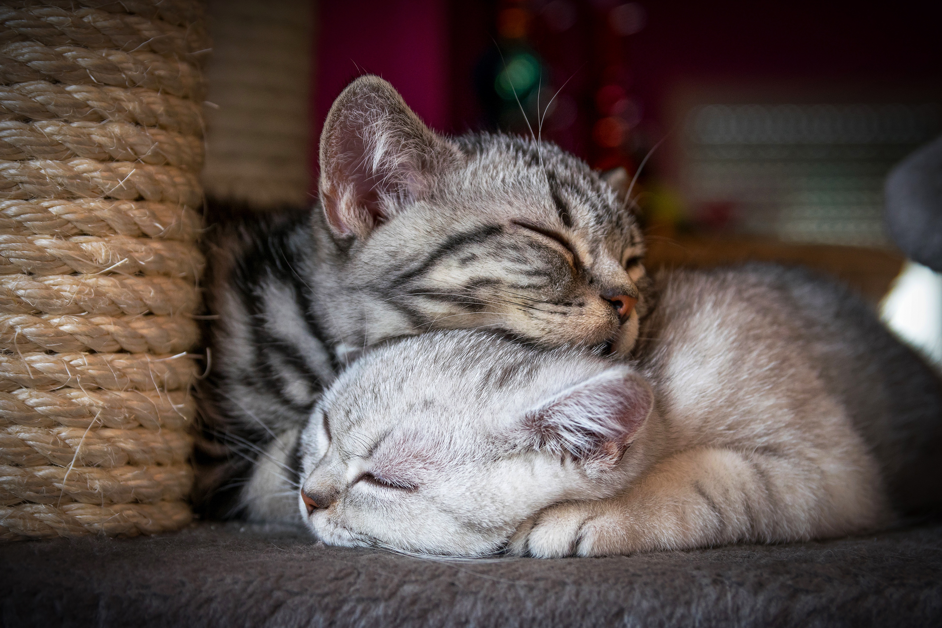 Кошки спят вместе. Котики спят вместе. Котики обнимашки. Кошки спят в обнимку. Милые коты.