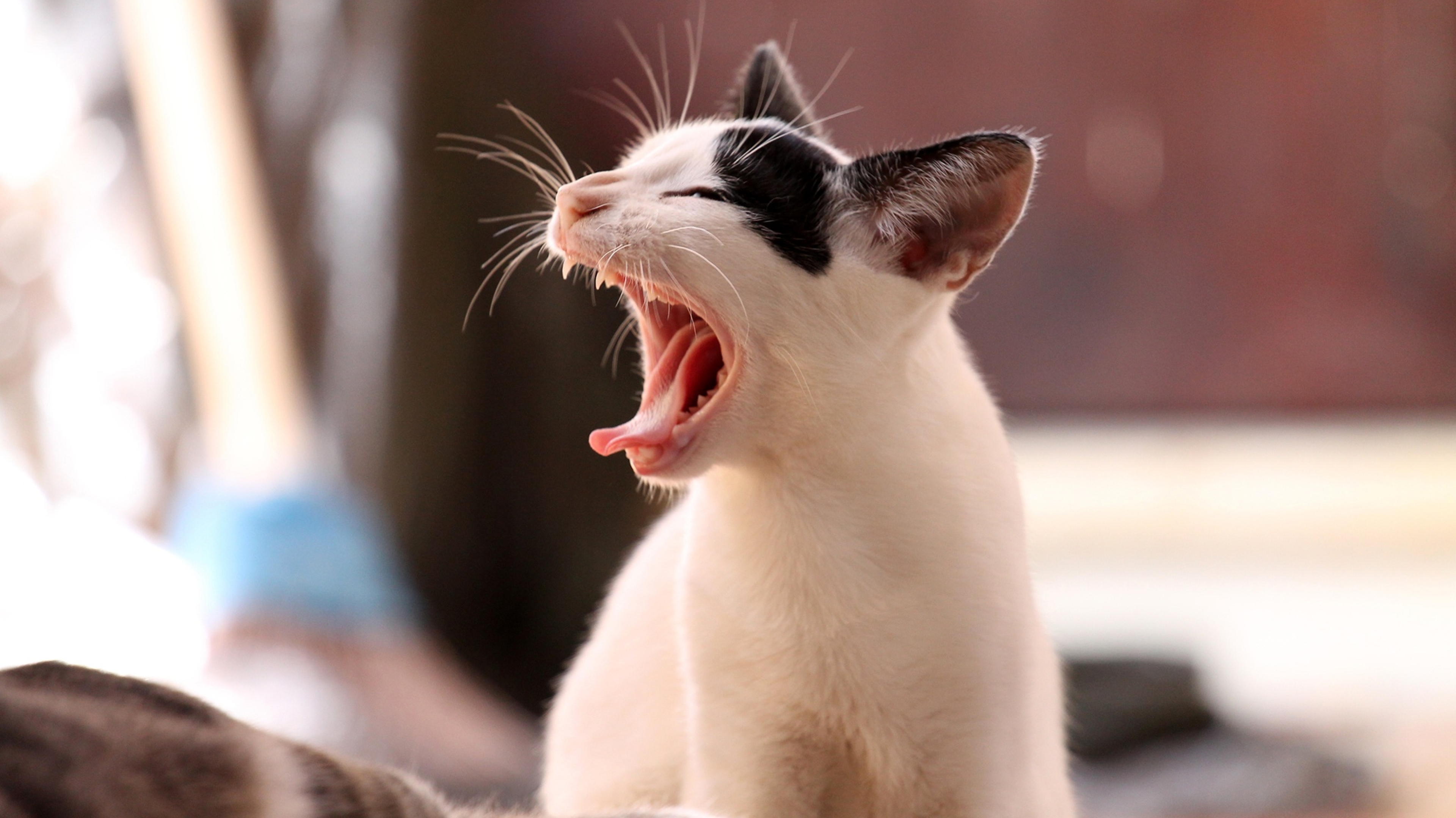 кричащий кот. ориентальная кошка (ориентал). ориентальная восточная короткошерстная кошка. ори котята. ори котята.