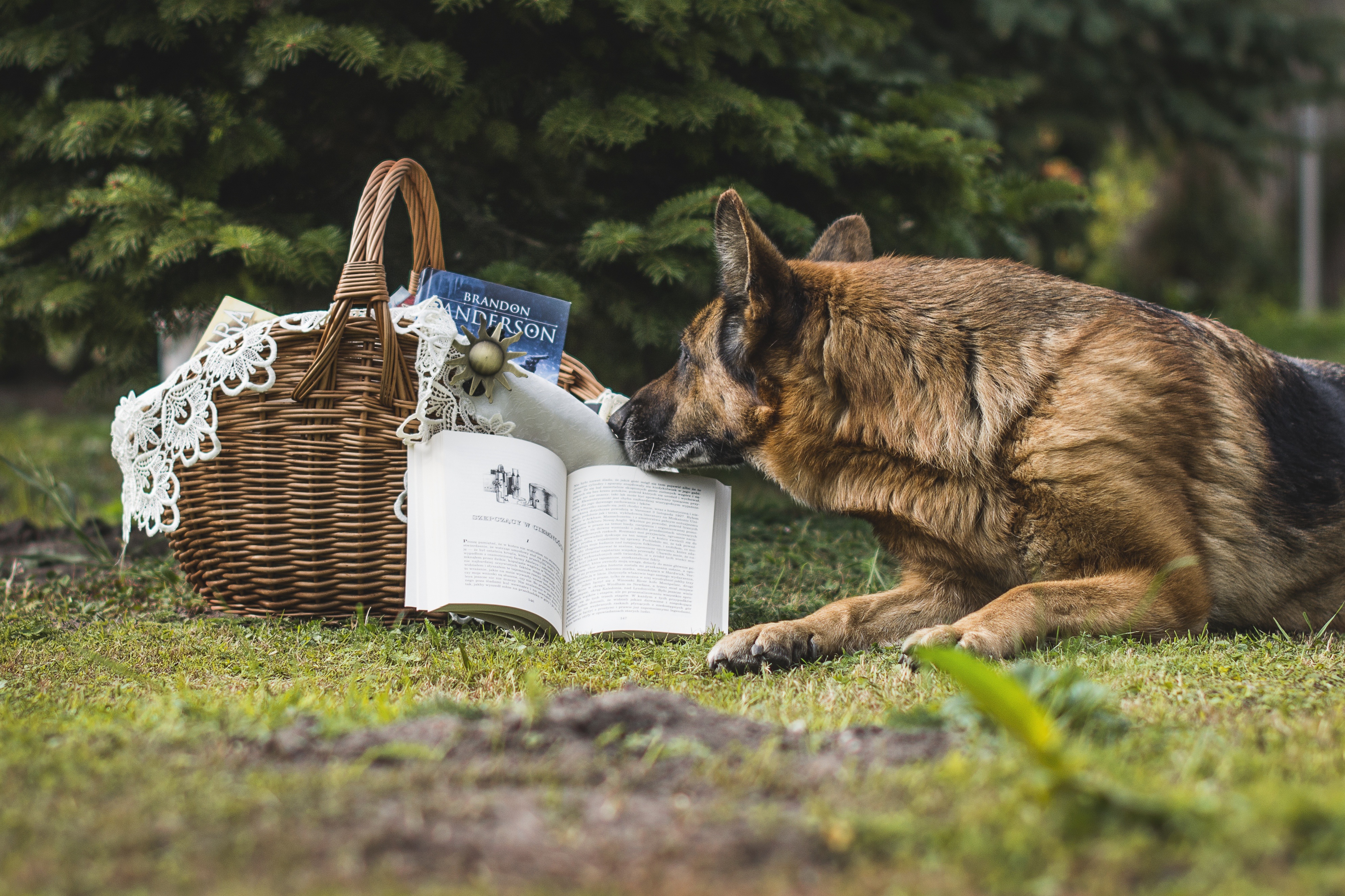 Собака с книгой картинки