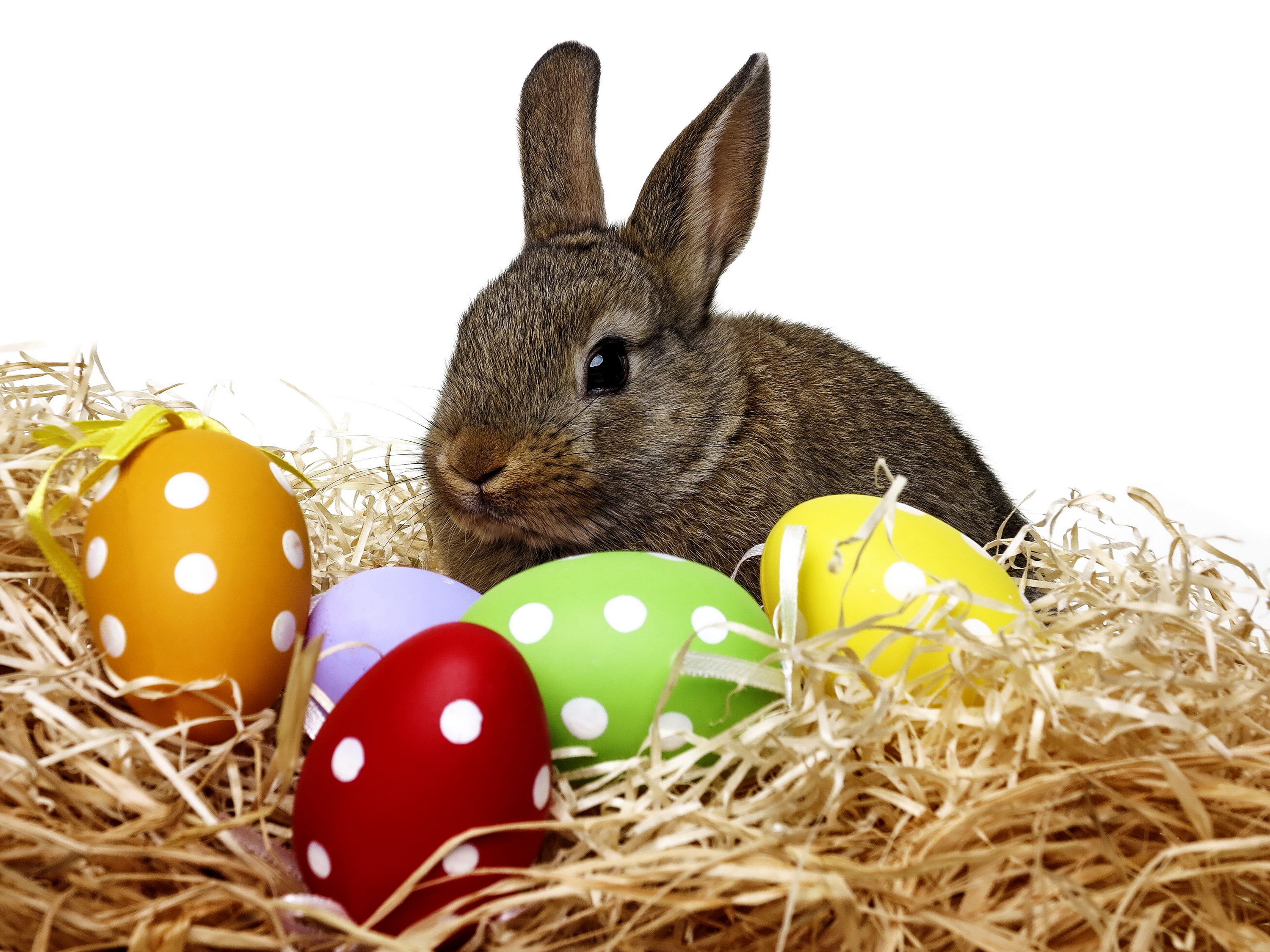 Zastaki.com - Большой серый кролик сидит в гнезде с пасхальными яйцами на белом фоне