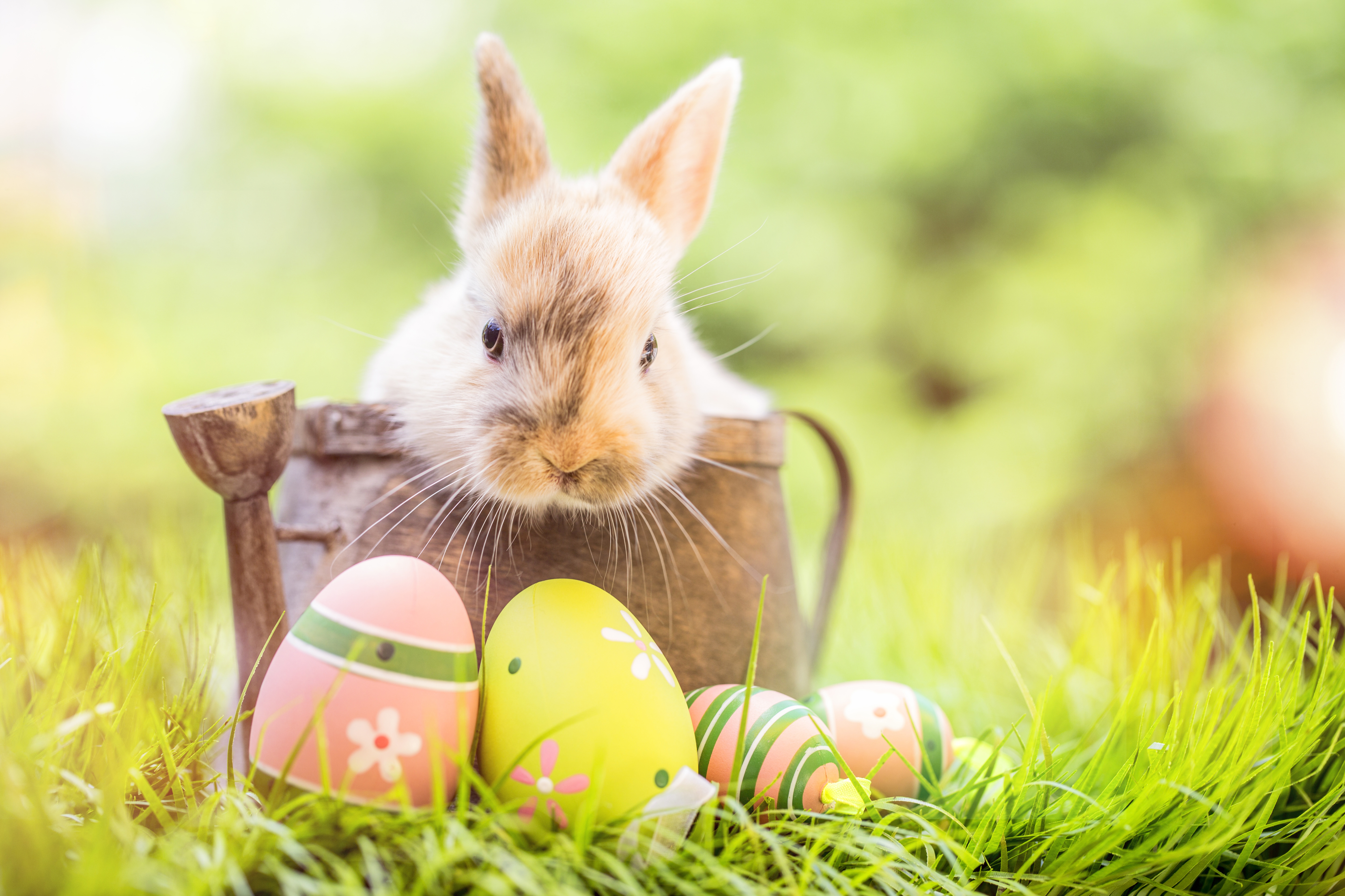 Zastaki.com - Декоративный кролик сидит в деревянной лейке с крашеными яйцами