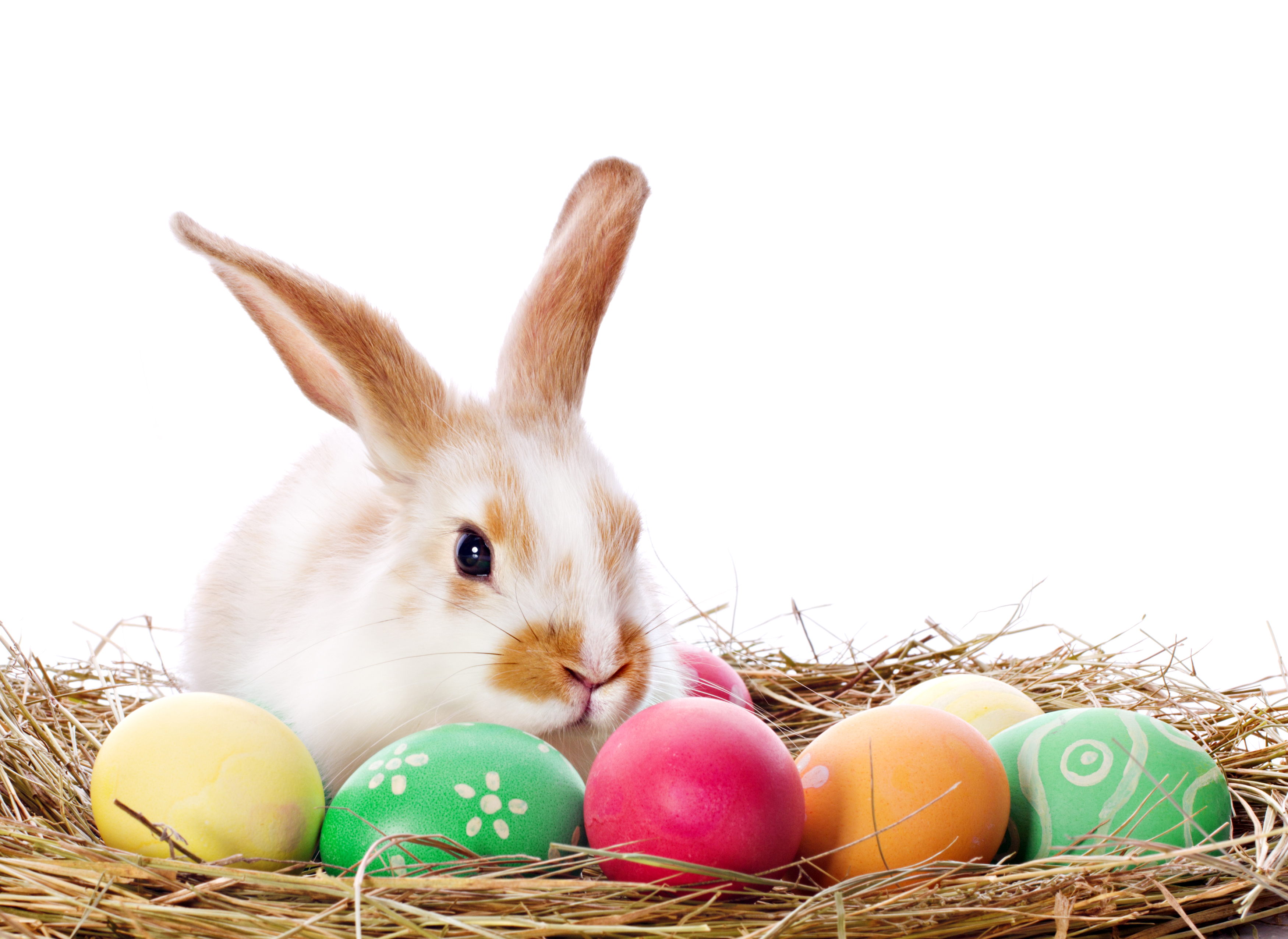 Zastaki.com - Пасхальный кролик в гнезде с крашеными яйцами на белом фоне