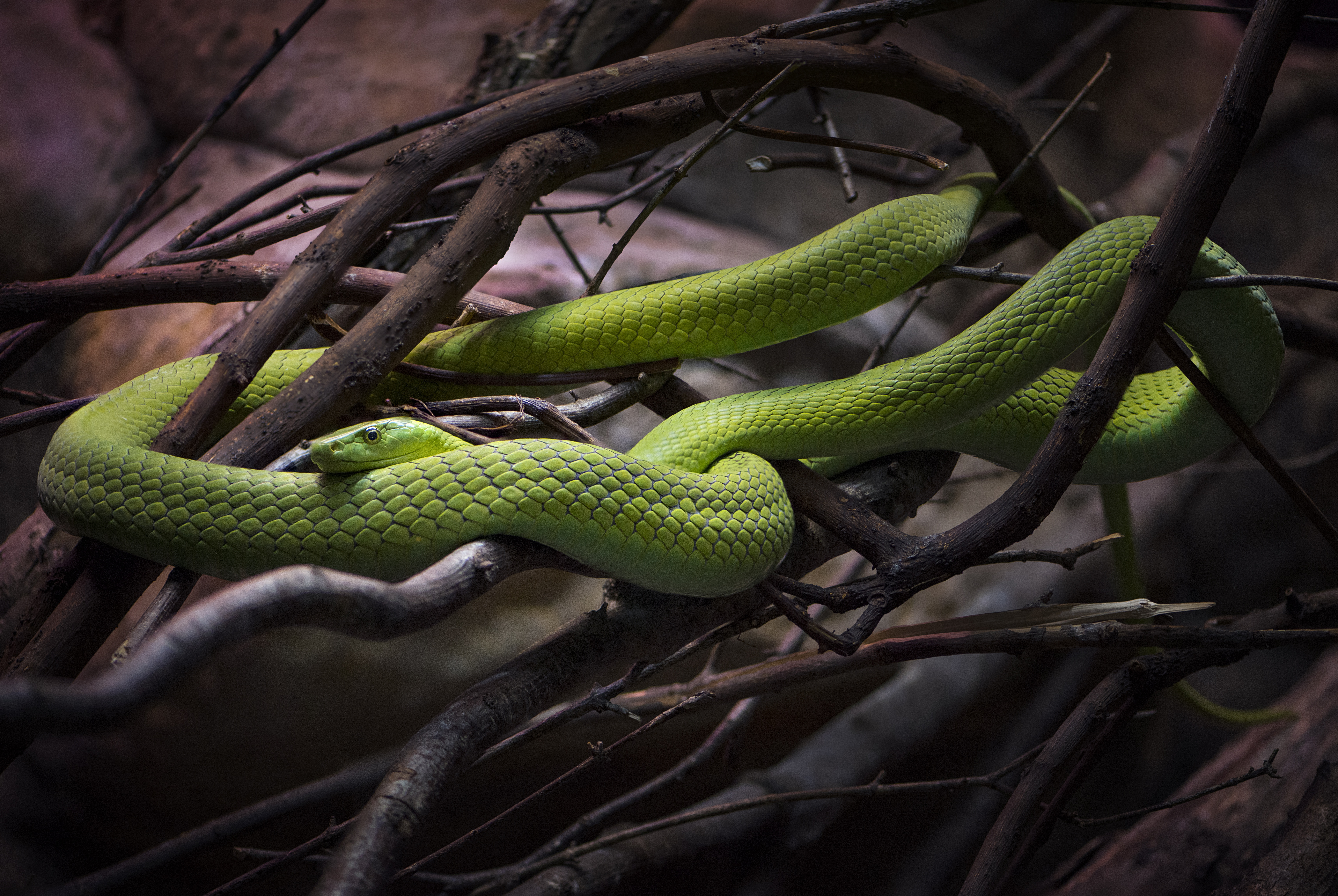 Зеленая Мамба Змея