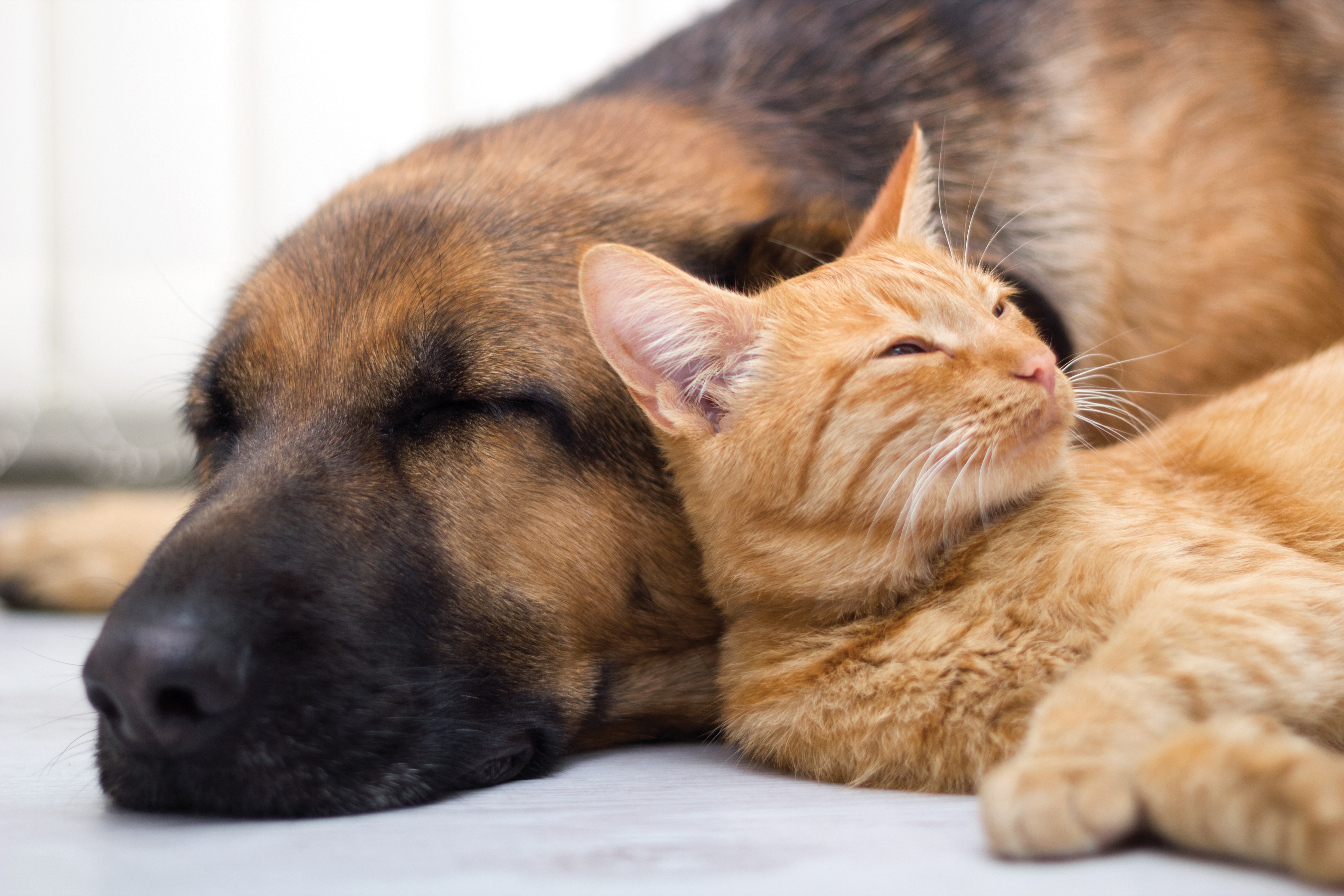 Собаки вместе спят. Кошки и собаки. Собака и кошка вместе. Rjireb b CJ,FRB. Красивые собаки и кошки.