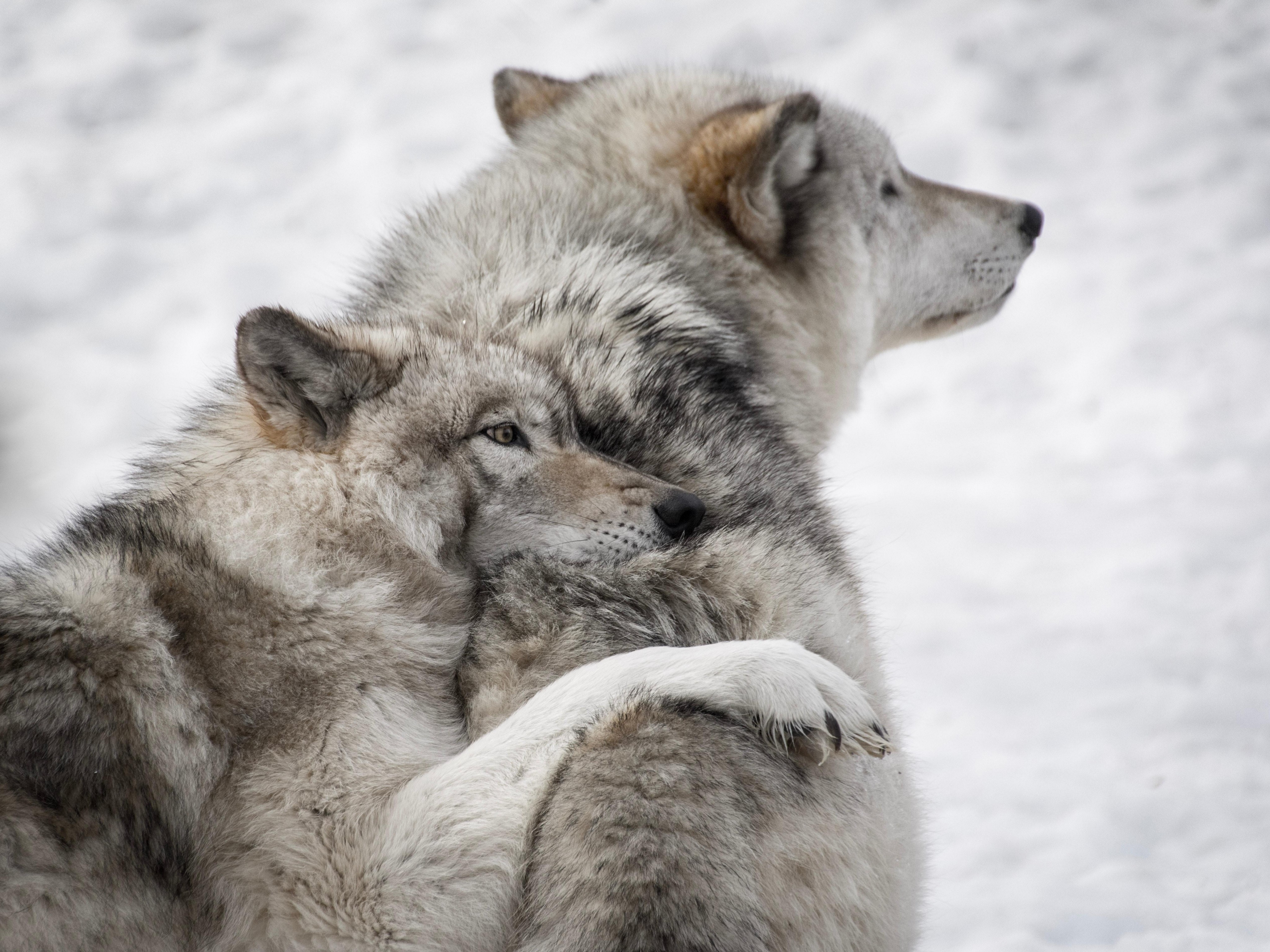 Zastaki.com - Пара серых волков на снегу зимой