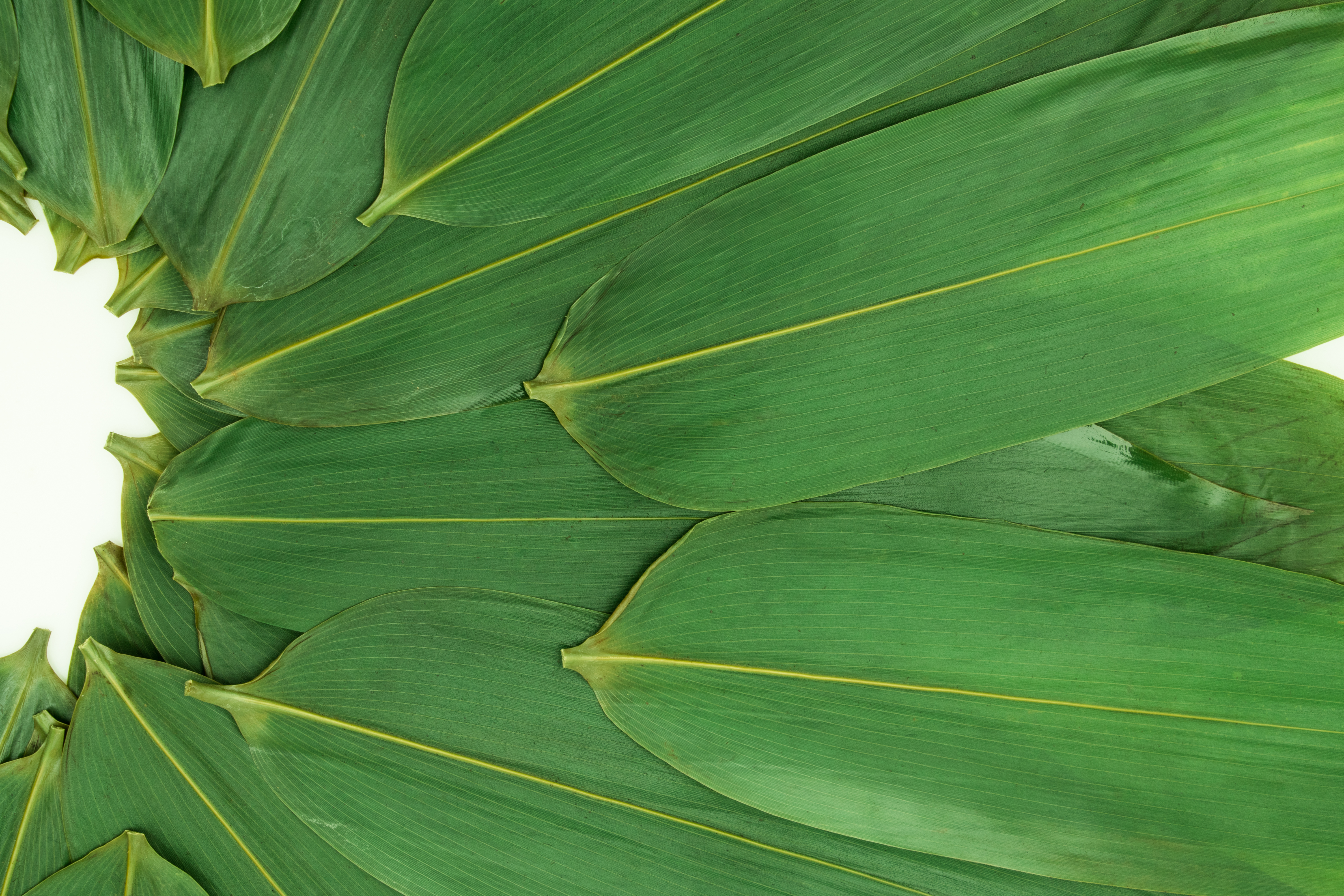 Кукурузные листья купить. Зеленые листья кукурузы. Кукурузные листья. Белый лист кукурузы. Кукурузный лист на белом фоне.