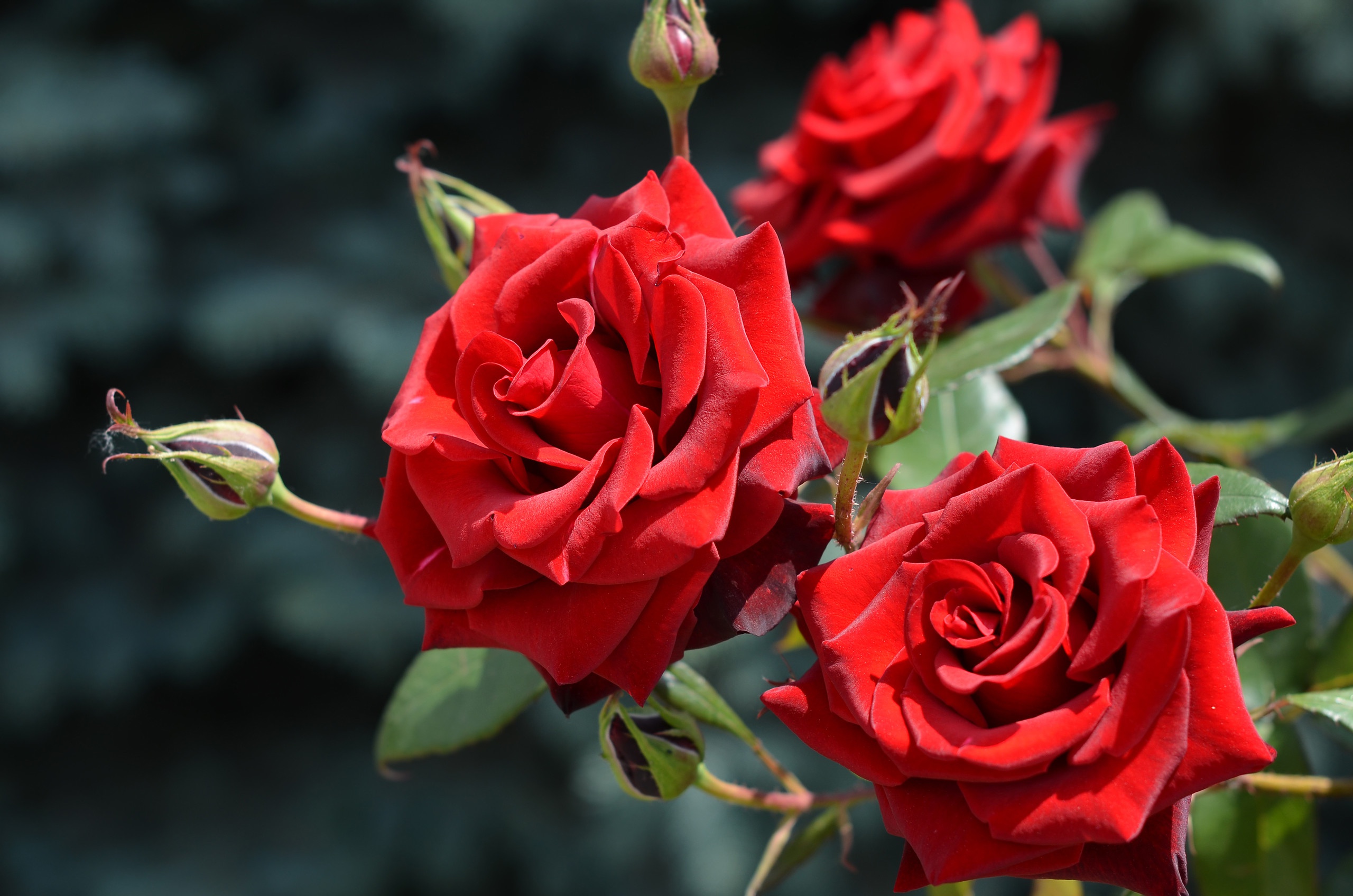 Лето цветы розы. Красные кустовые розы.