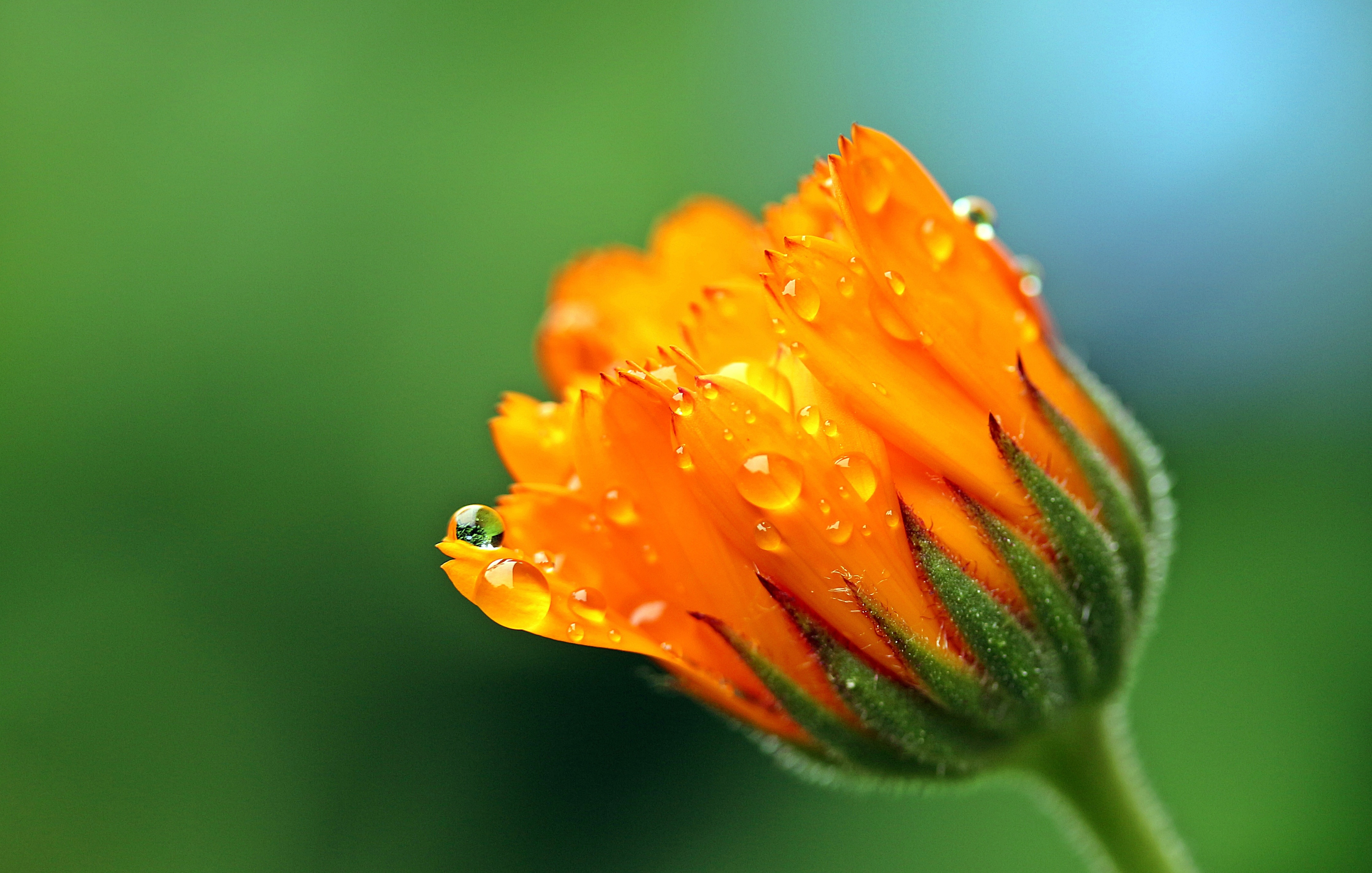 Calendula Flower Bud In The Drops Of Dew On A Green Background Wallpapers And Images Wallpapers Pictures Photos