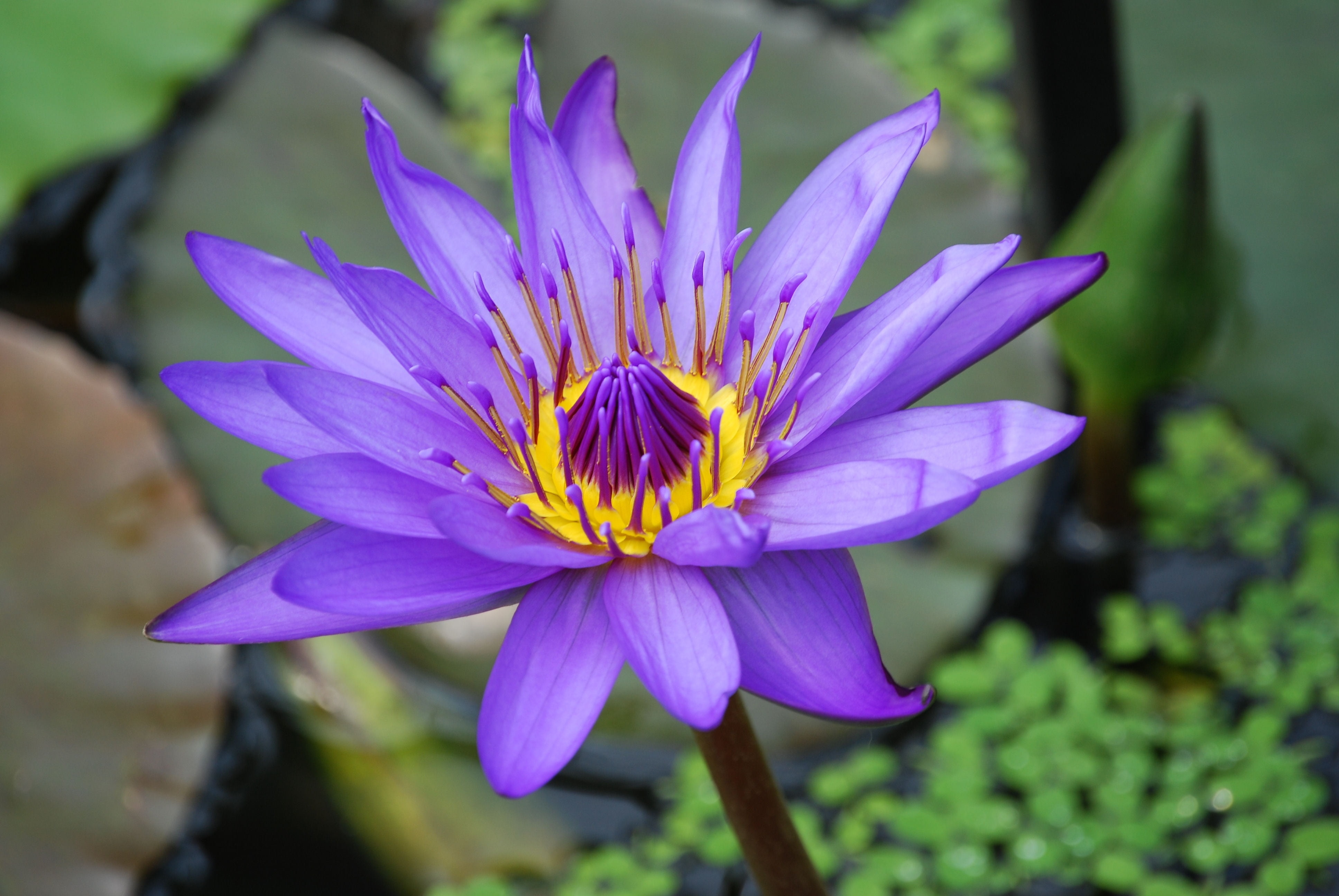 Почему водные цветковые растения. Нильский Лотос. Лотус растение пурпурный. Пурпл цветок. Голубой Нильский Лотос.