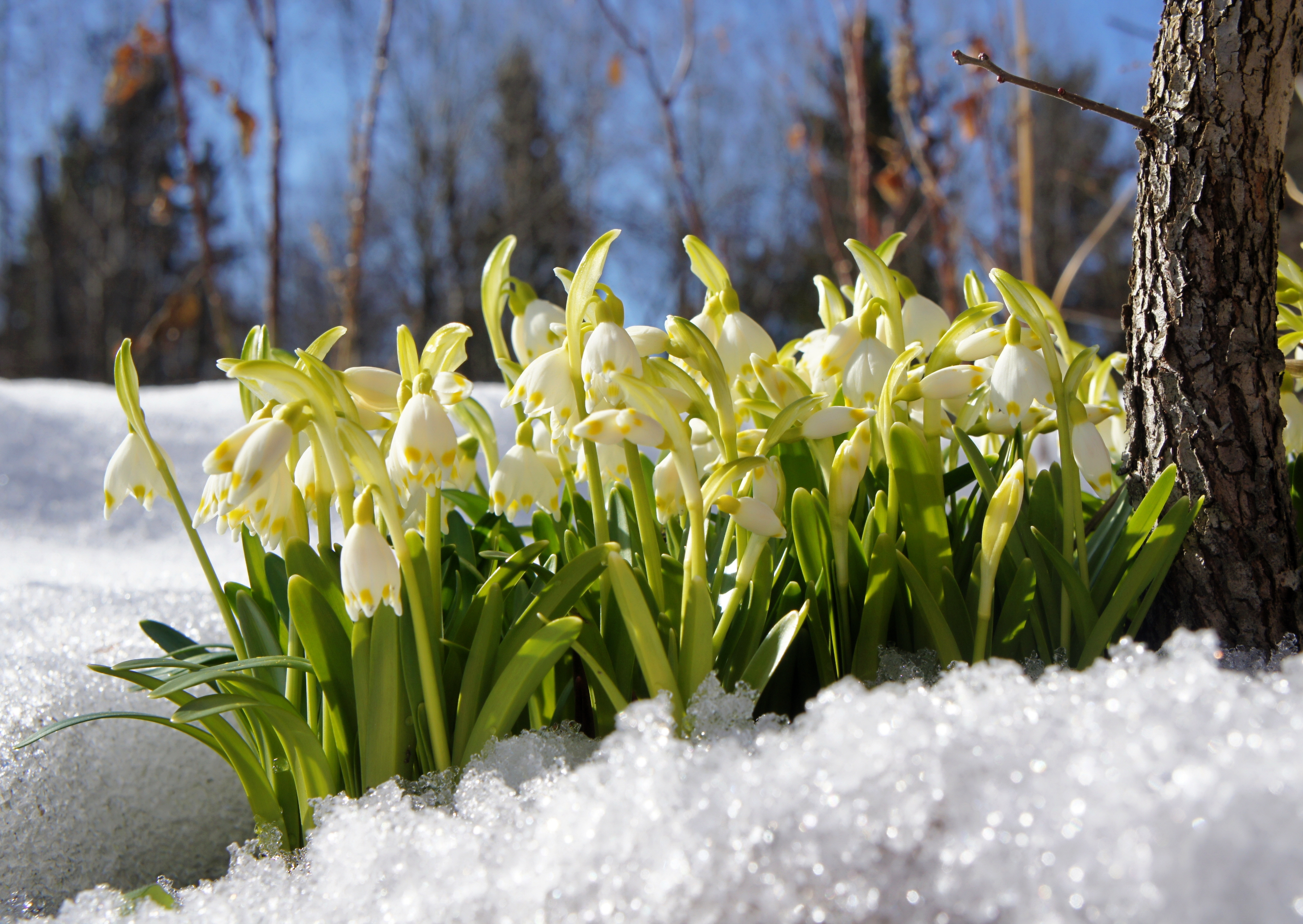 Картинки с приходом весны. Первоцветы пролеска снег. Цветы весны подснежники, пролески. Подснежник белоцветник весенний снег. Первоцветы - подснежники, Ландыши?.