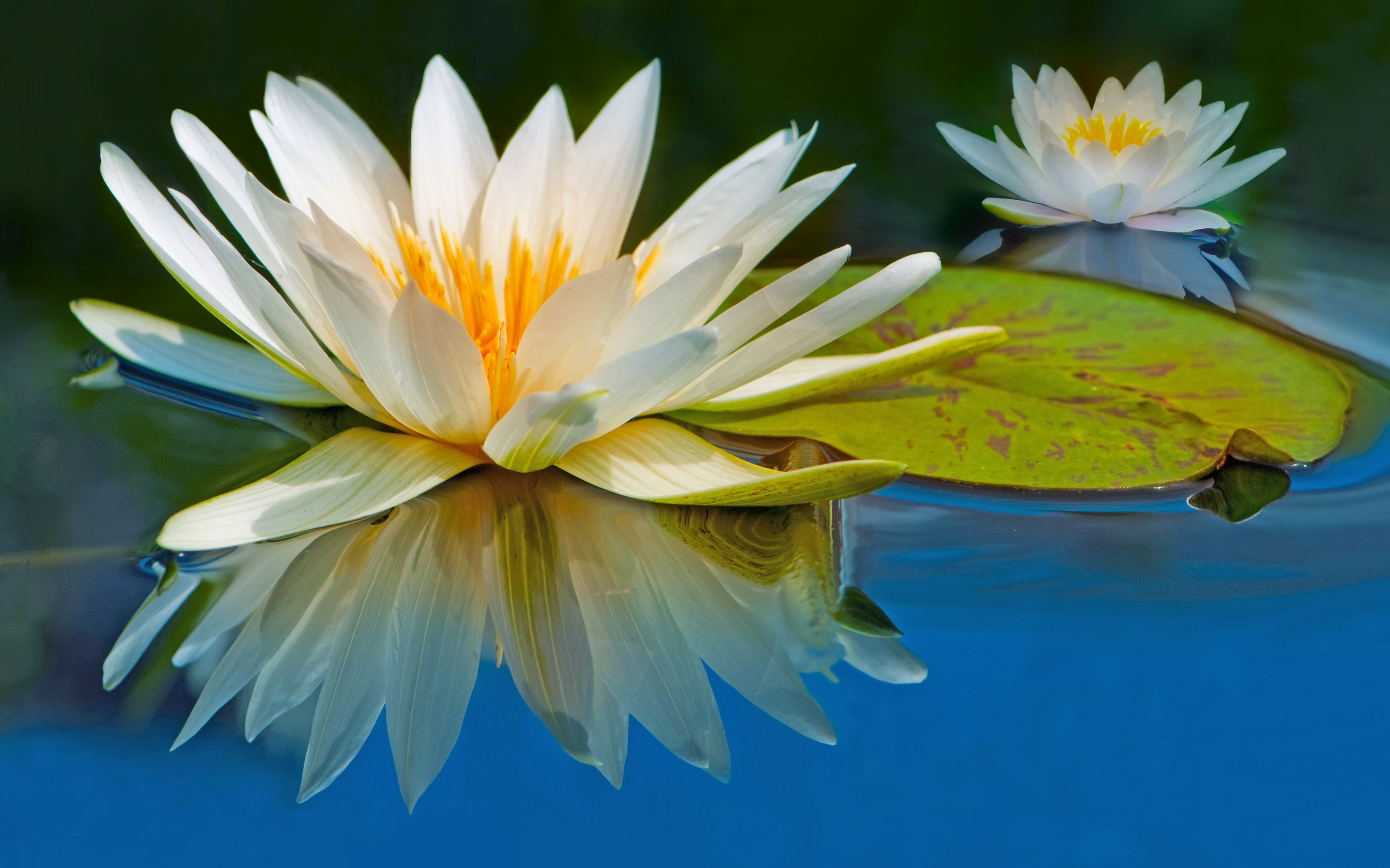Водяные лилии 2. Кувшинка белая водяная Лилия. Лилия Лотус спринг. Лотус растение кувшинка. Лотос кувшинка водяная Лилия.