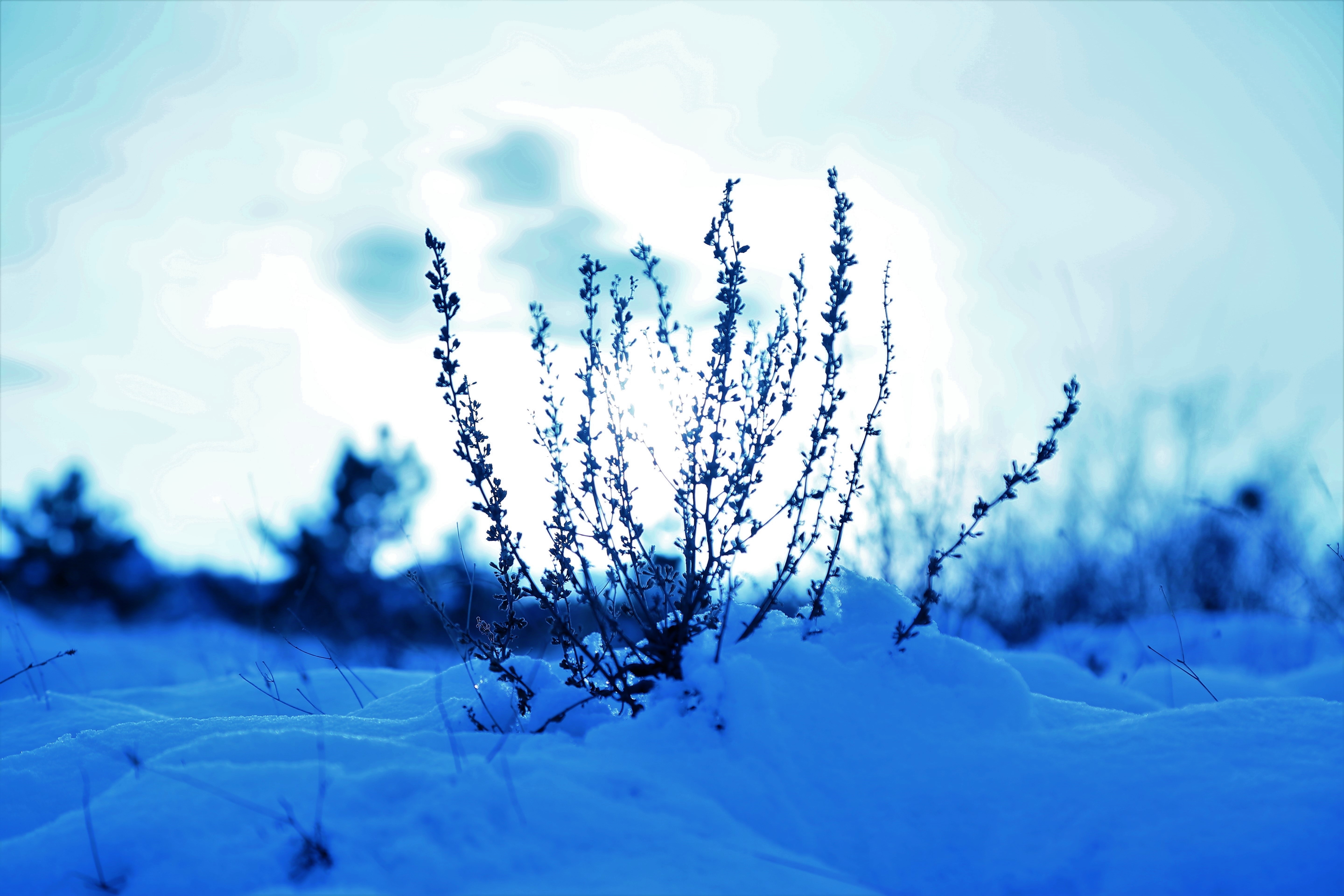 Умеренно холодная снежная зима и теплое лето. Снежное утро. Снег на траве. Снежное утро обои. Снежное утро фото на заставку.
