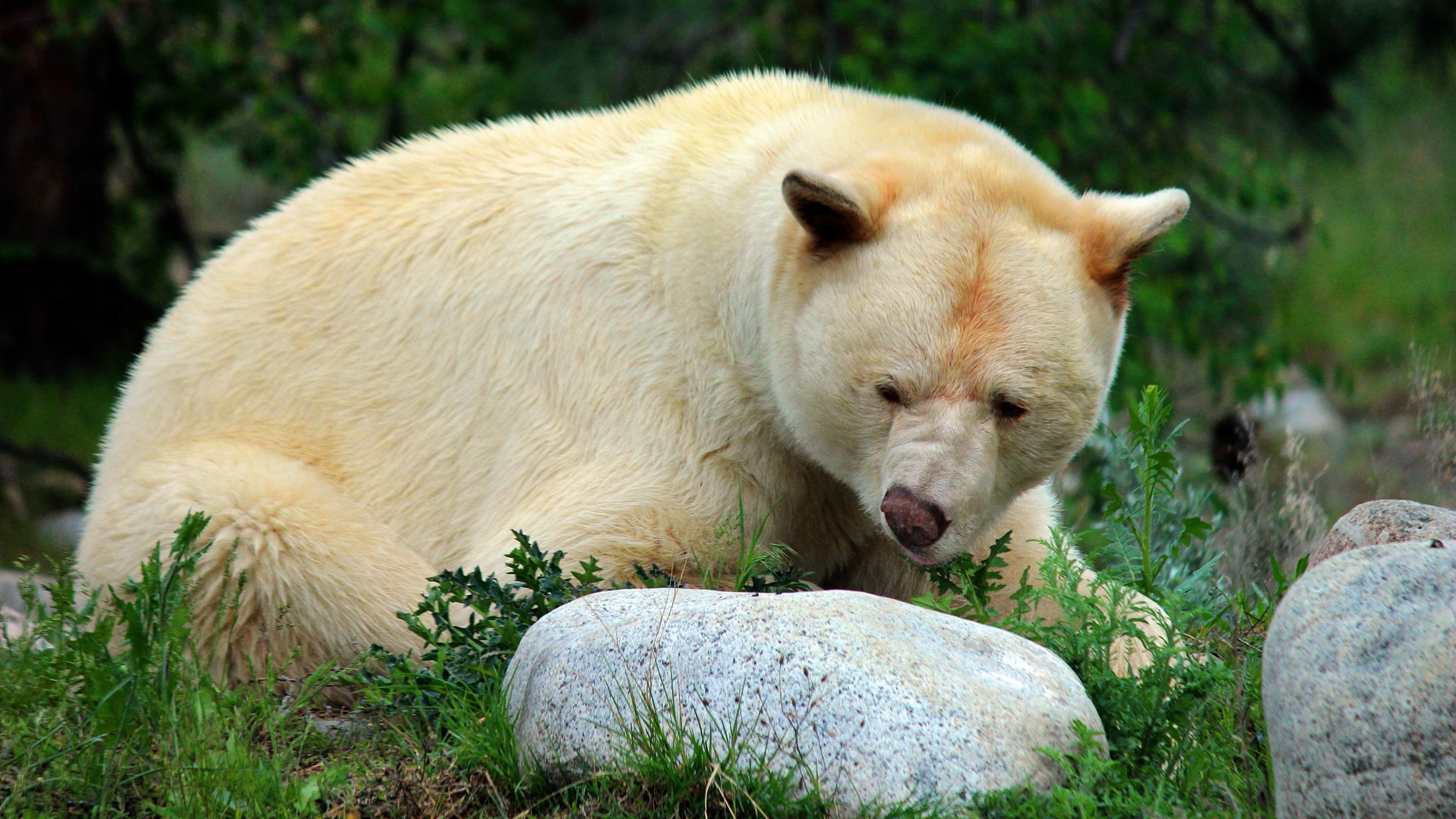 Bear stone. Медведь. Животные белый медведь. Белый Медвежонок. Кермодский медведь.