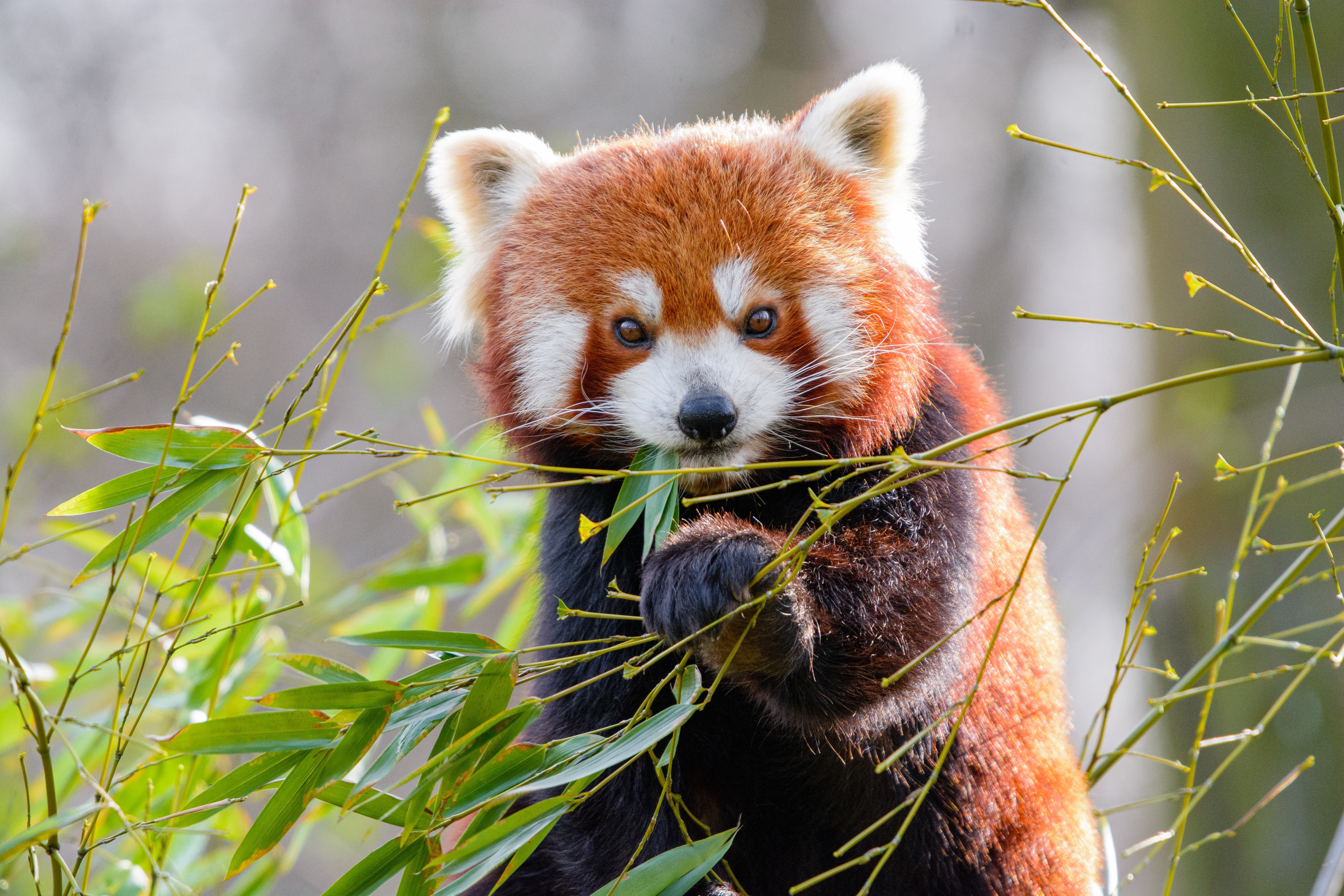 Малая панда чем питается. Красная Панда малая Панда. Красная Панда с бамбуком. Малая Панда альбинос. Красная Панда в Гималаях.