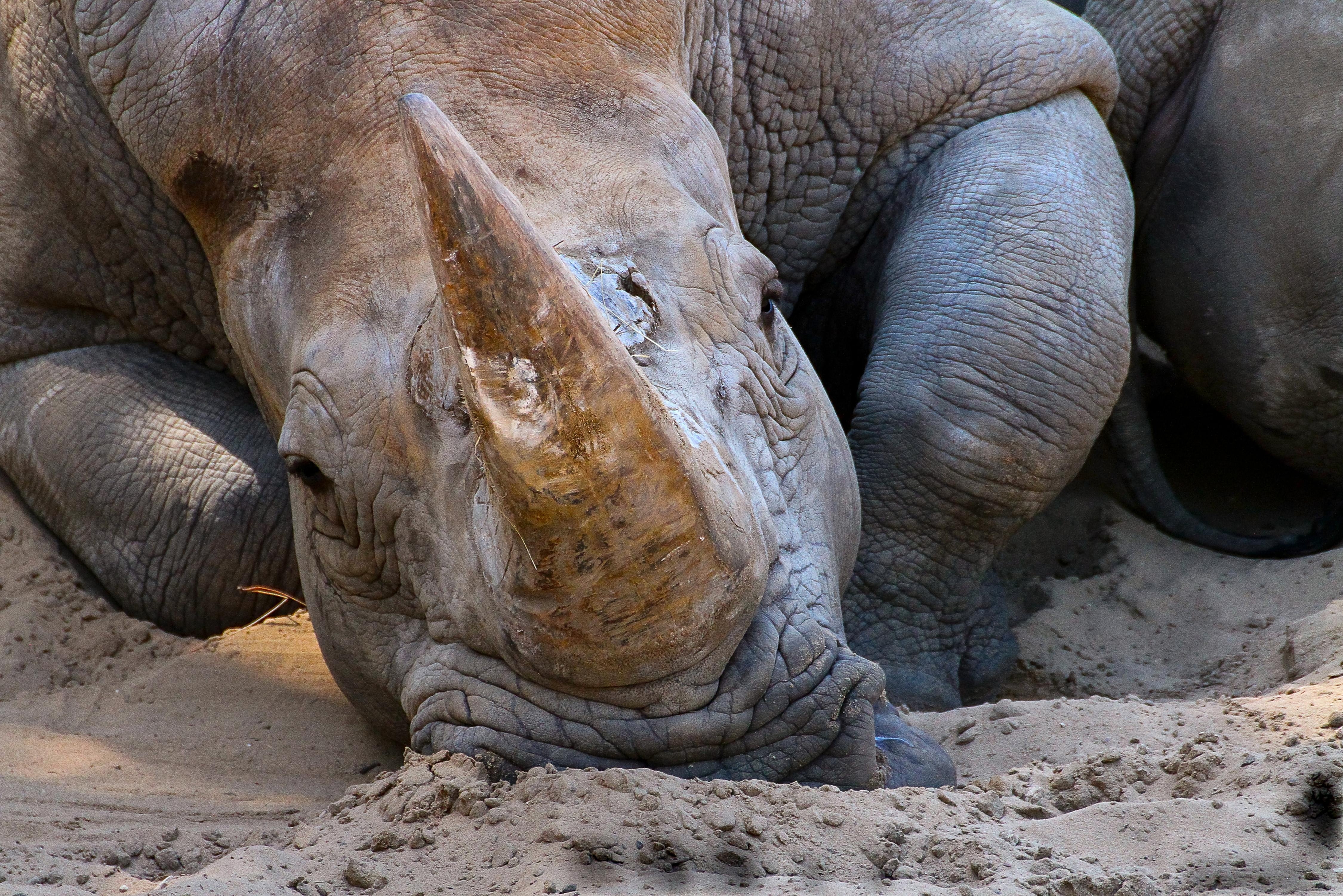 Zastaki.com - Большой носорог лежит на песке