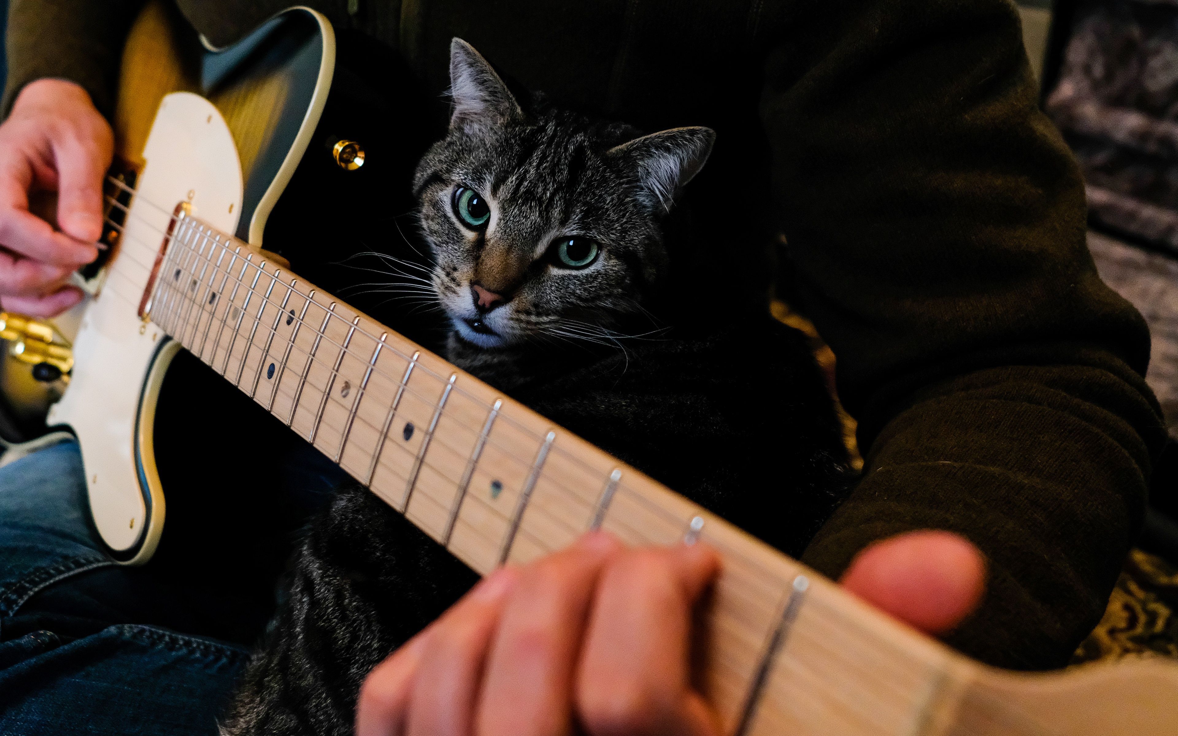 Музыка под кошку. Кот с гитарой. Котик с гитарой. Кот с электрогитарой.