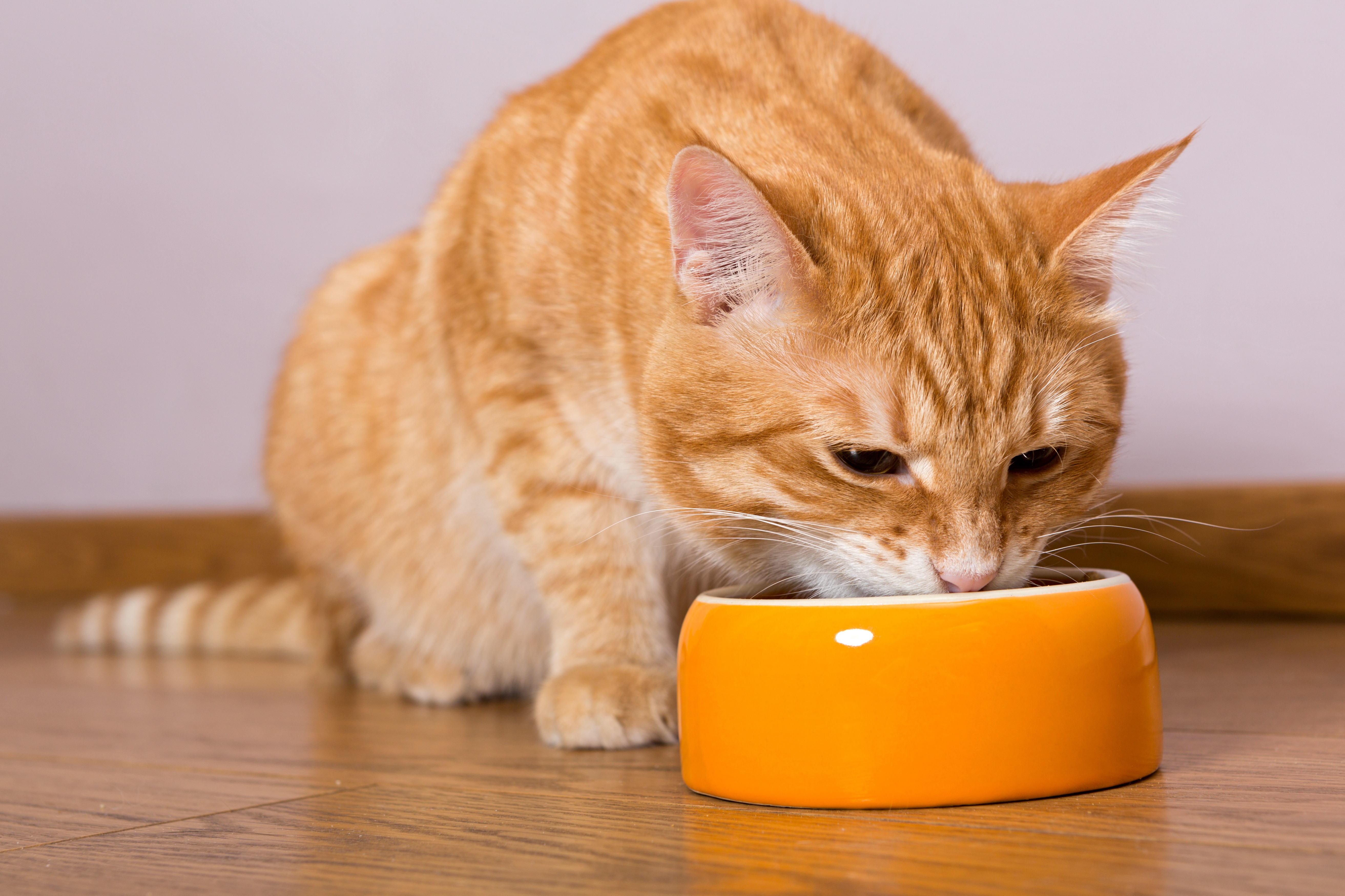 Почему кошка ест котят есть своих. Рыжий кот. Кошка кушает. Рыжий кот ест из миски. Рыжая кошка кушает.