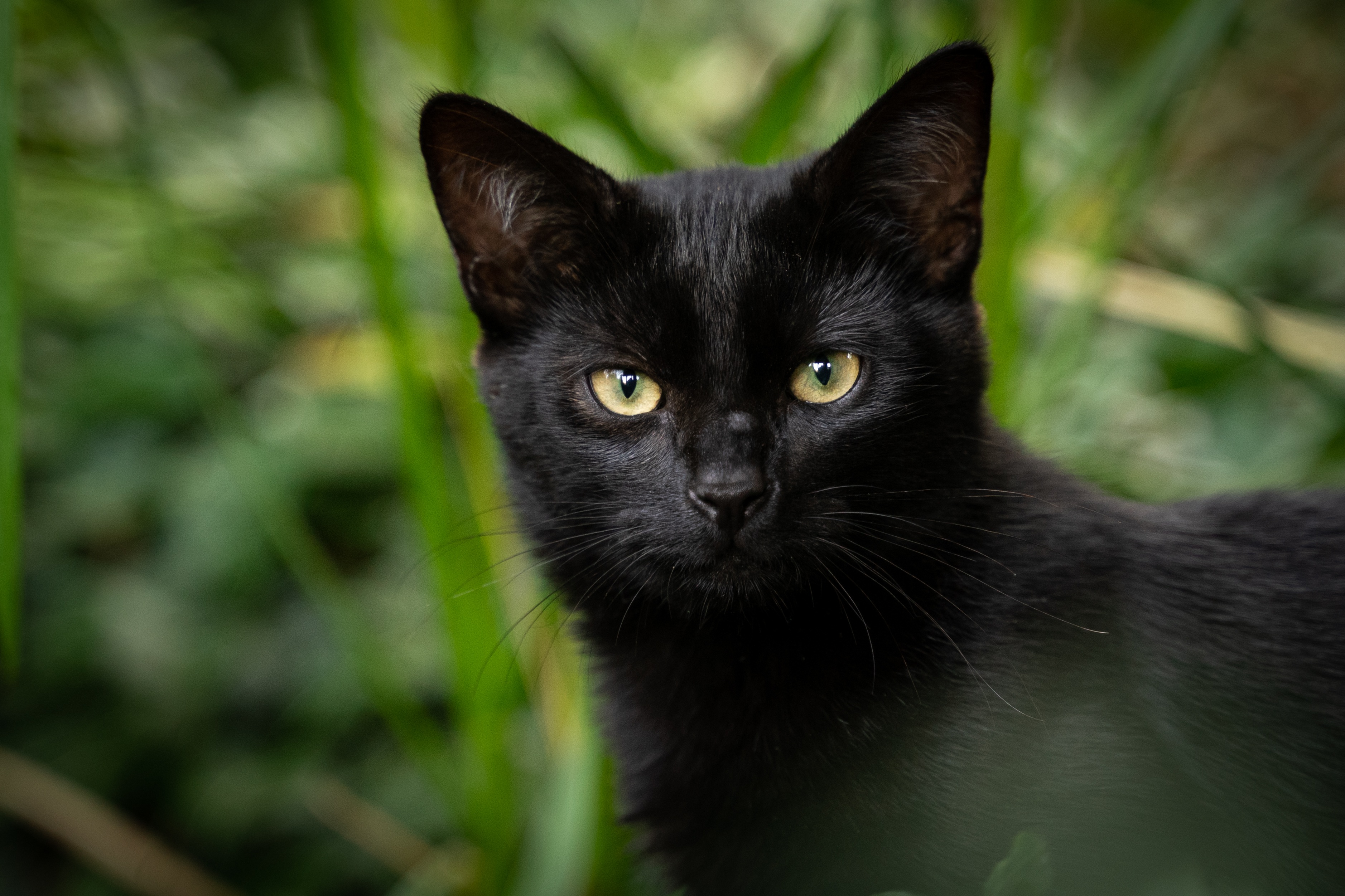 Порода черной кошки с желтыми глазами. Бомбейская кошка. Бомбейская кошка длинношерстная. Бомбейская кошка черно белая. Бомбейская кошка длинношерстная черная.