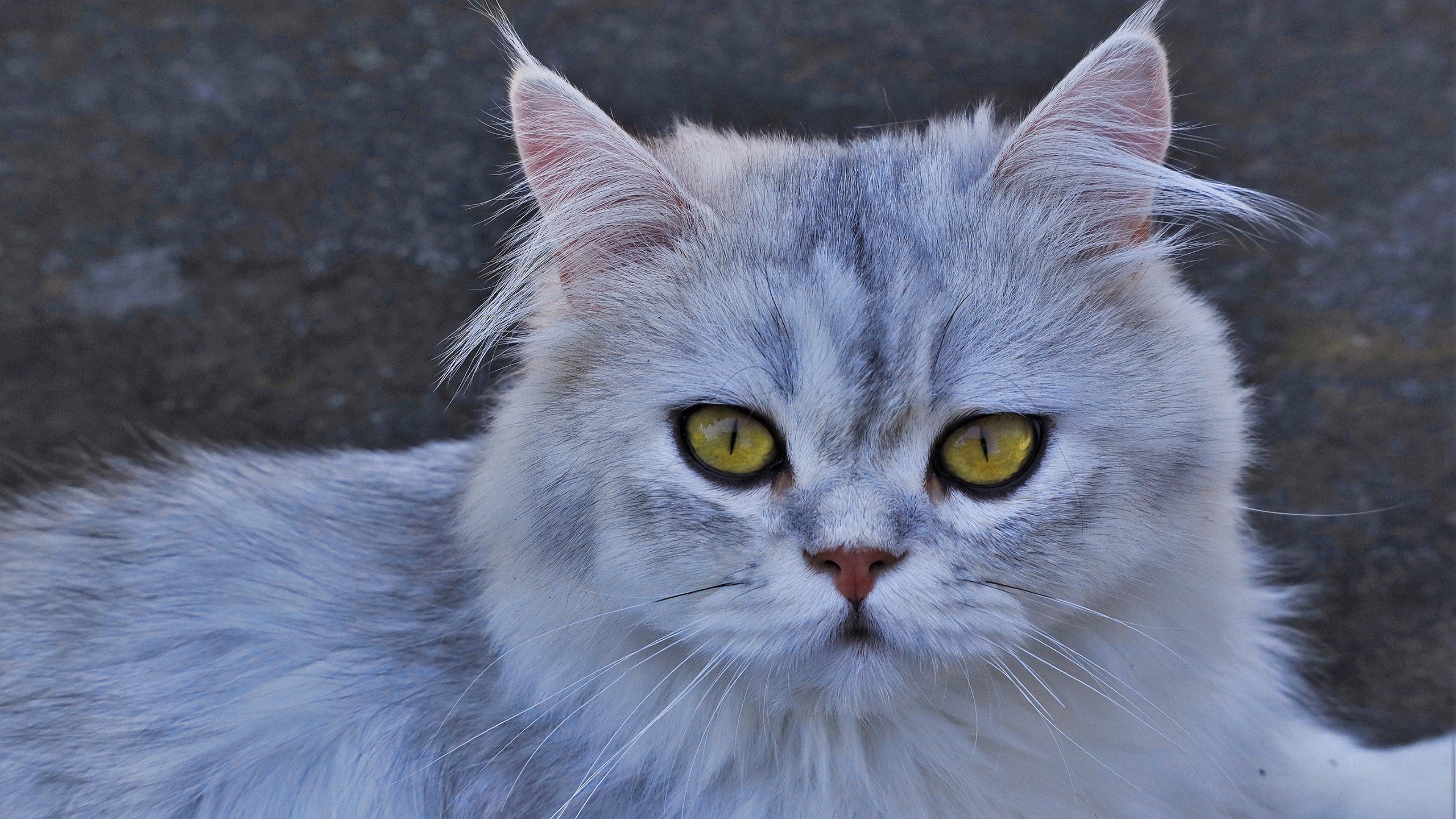 Серая кошка с желтыми глазами - обои для рабочего стола, картинки, фото